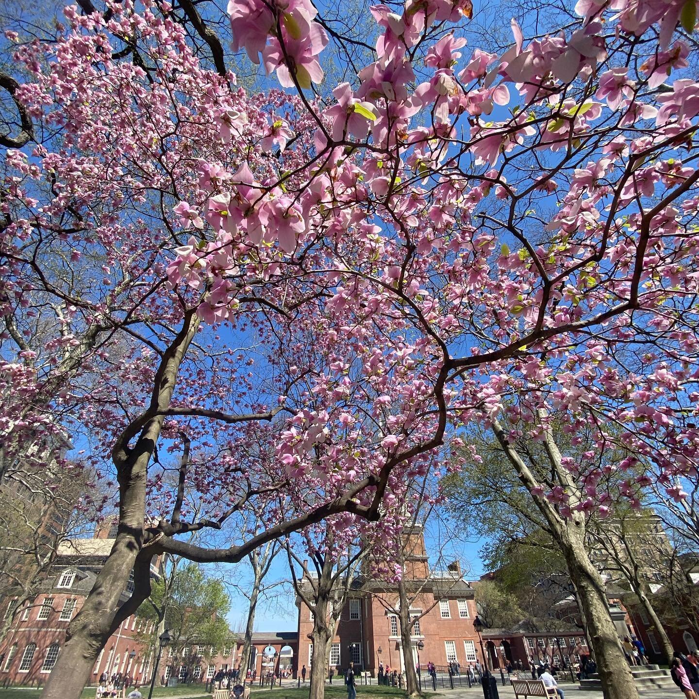 **JOY SPOTTING** 🌞 When the sunshine is warm and the spring plants and flowers are blooming, I savor each minute spent outdoors away from screens and digital distractions!

Celebrating and honoring nature helps to center me in the midst of a busy sc