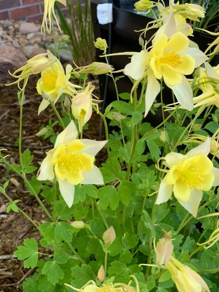 Meadow Hills Estates