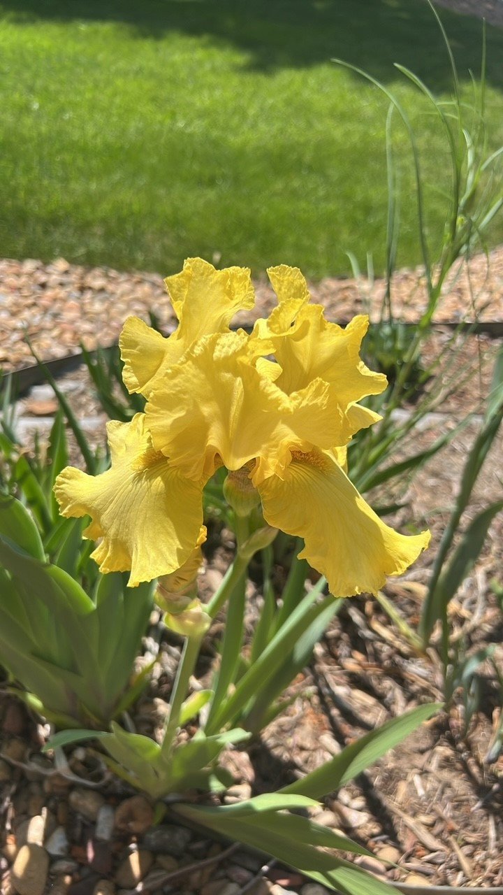 Iris-Yellow.jpg