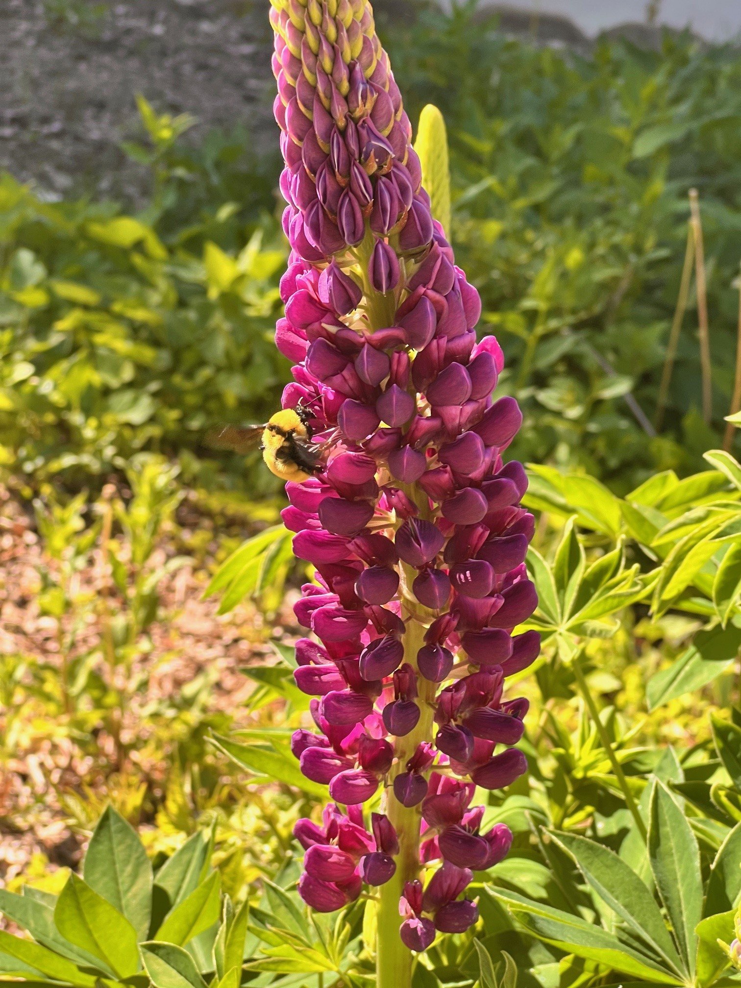 Lupines_1.jpg