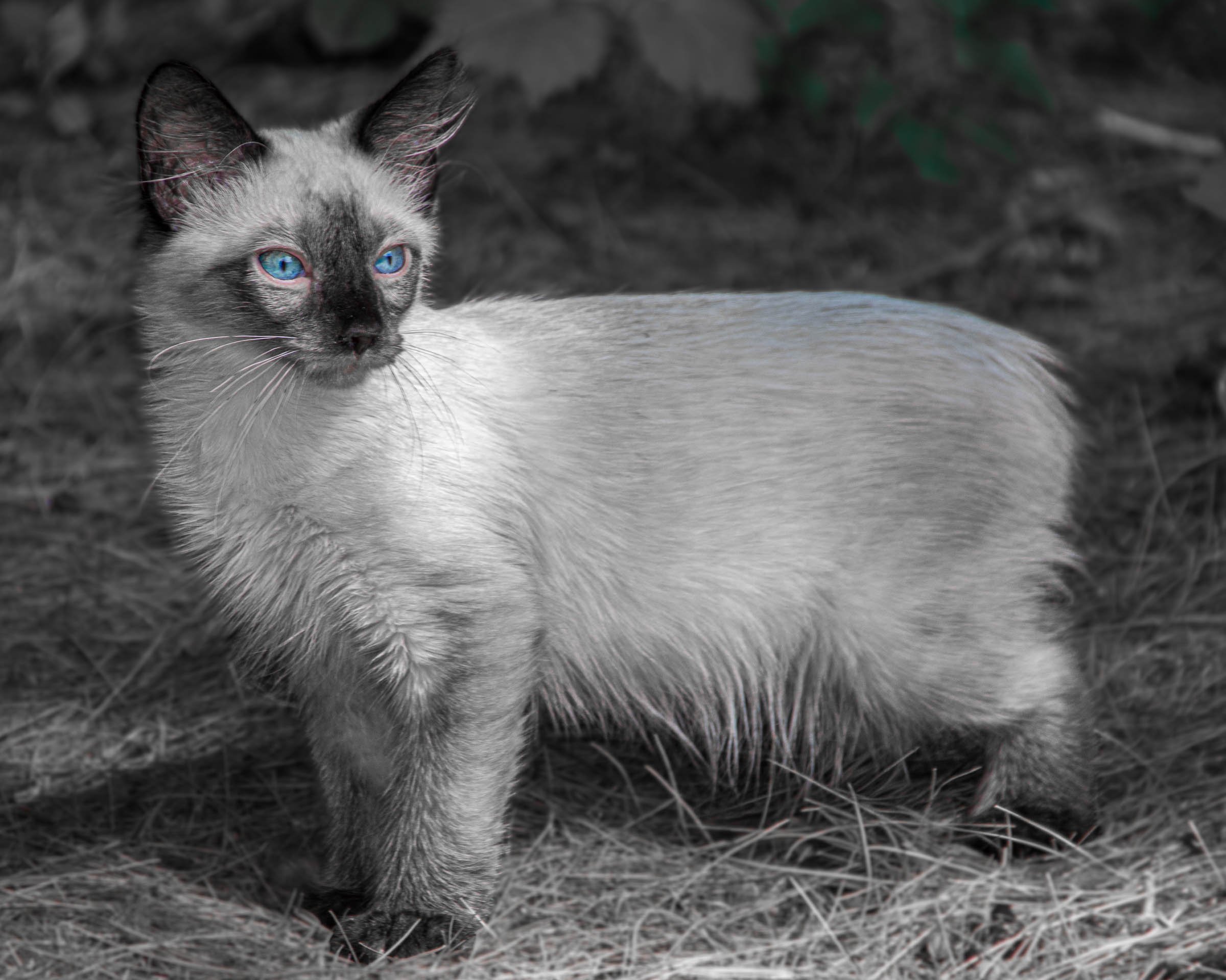 cashew-rescue-cat-blue-eyes.jpg