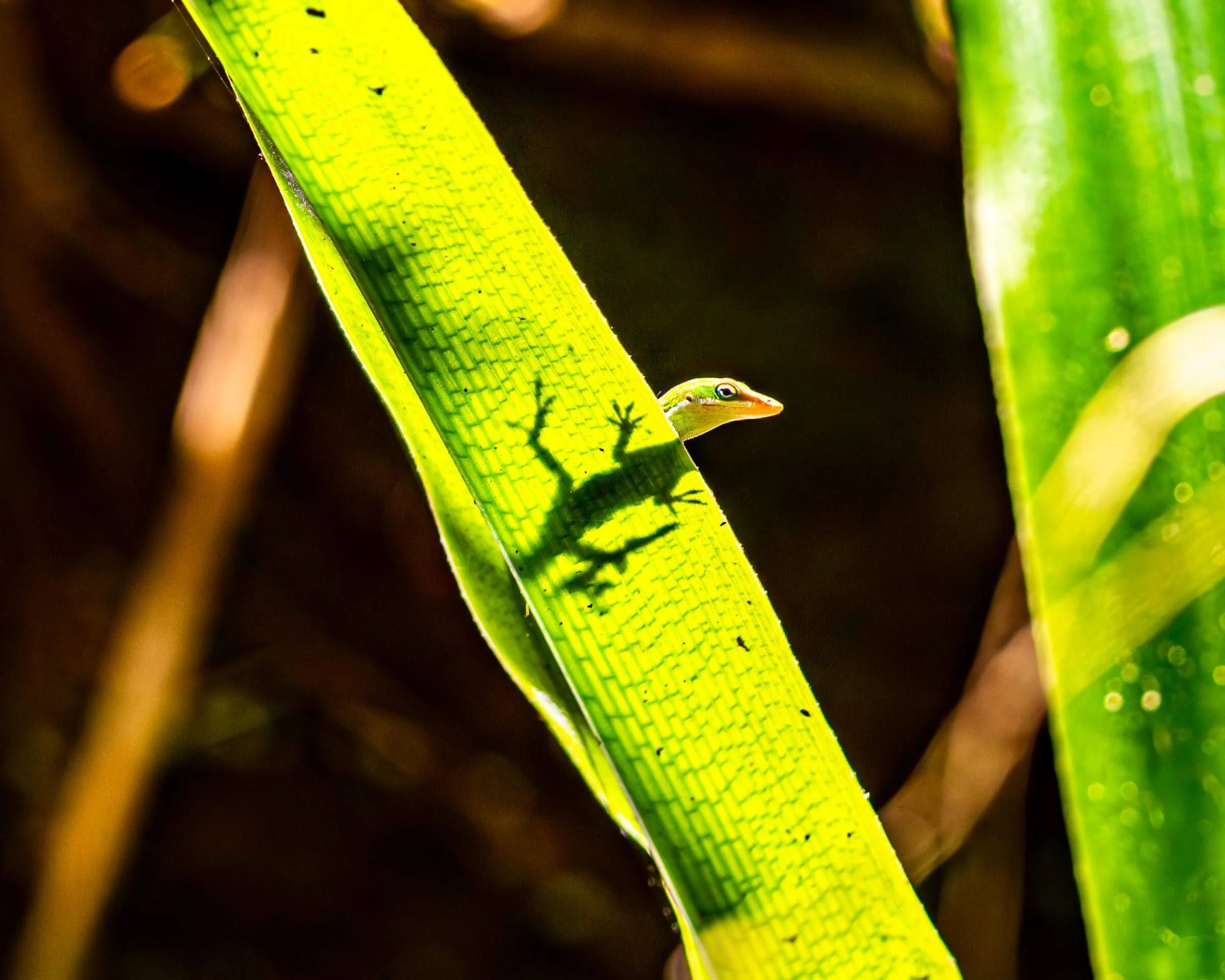 Lizard with his shadow through a leaf