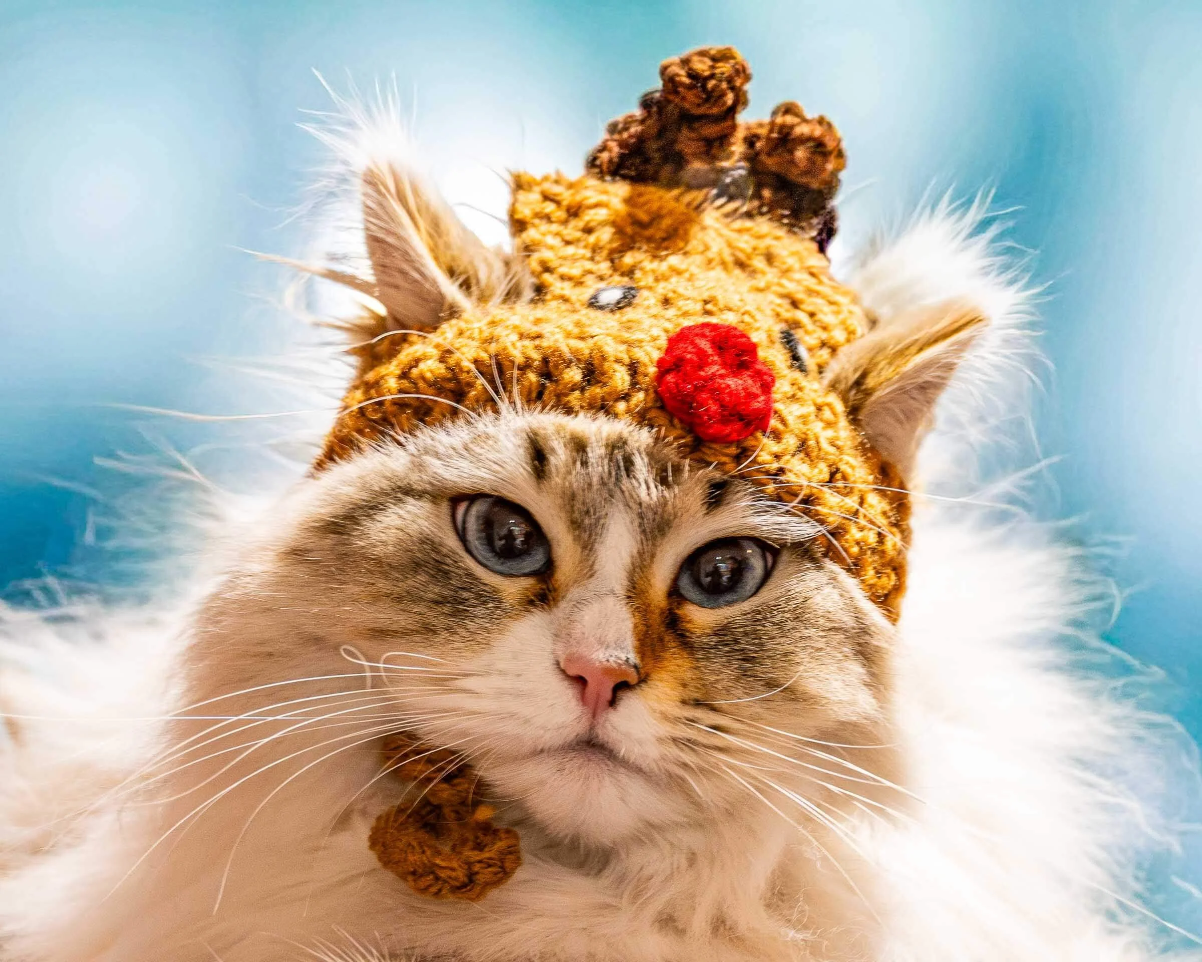 white-fluffy-cat-christmas-hat-portrait.jpg