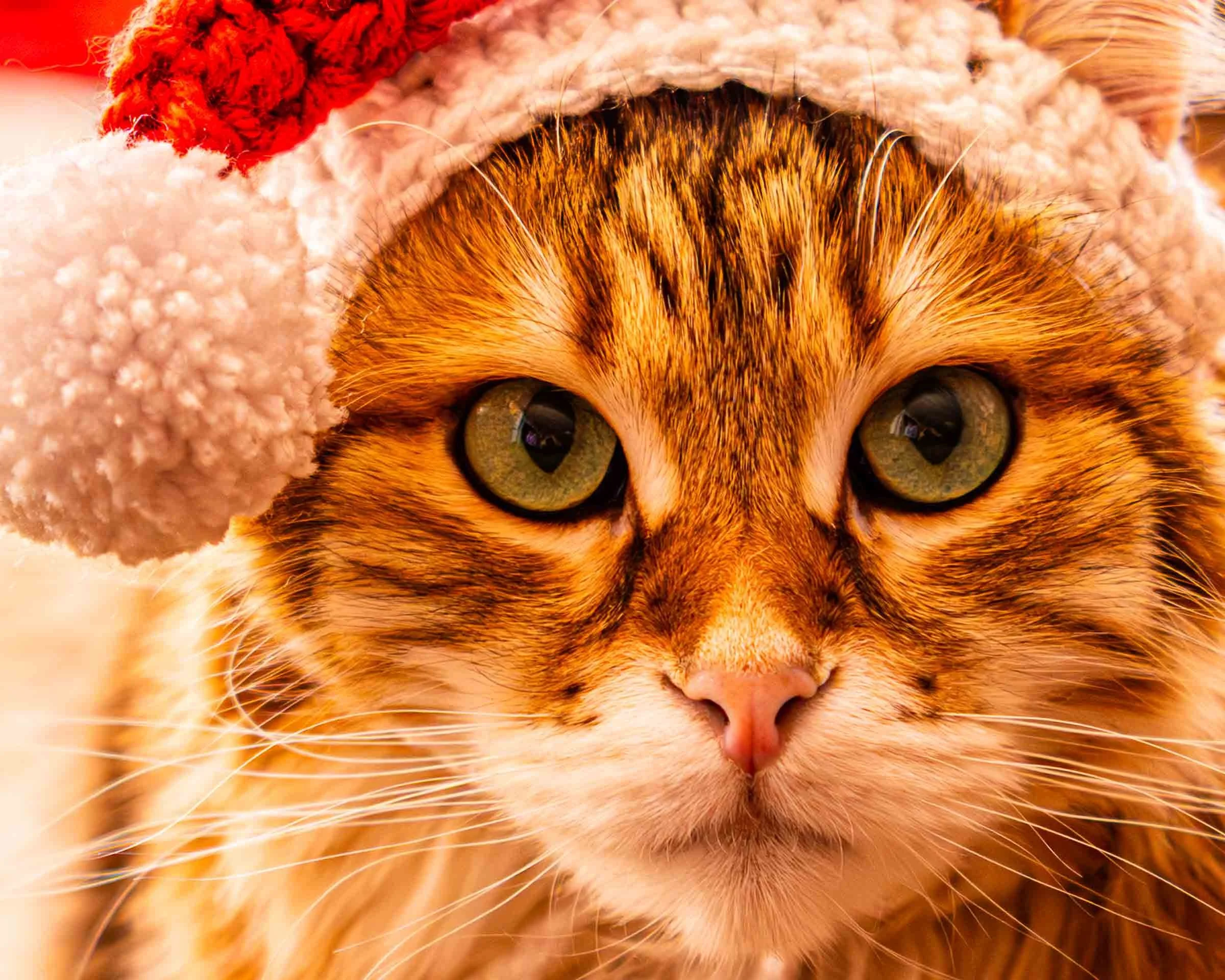 orange-christmas-cat-santa-hat.jpg