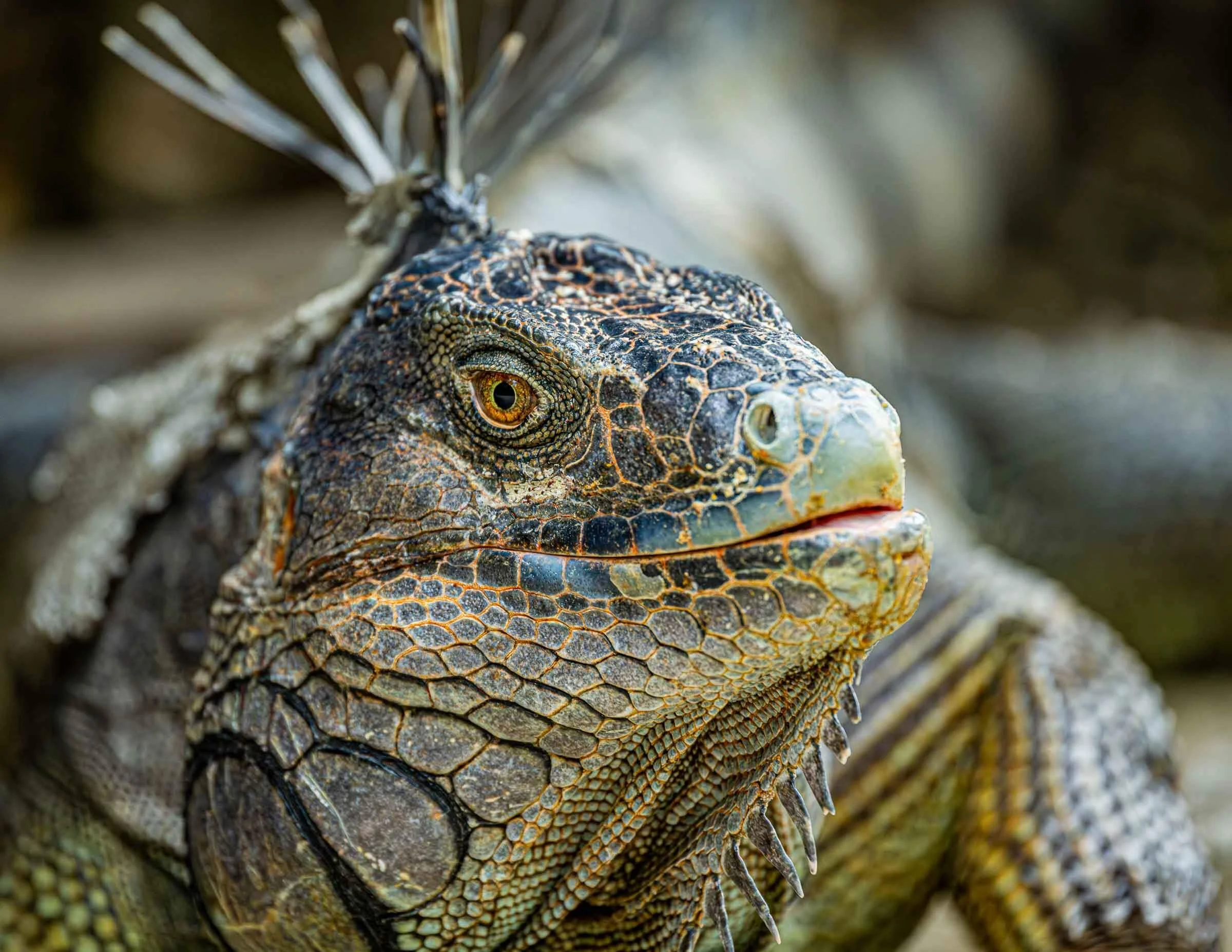 Iguana close-up in Costa Rica