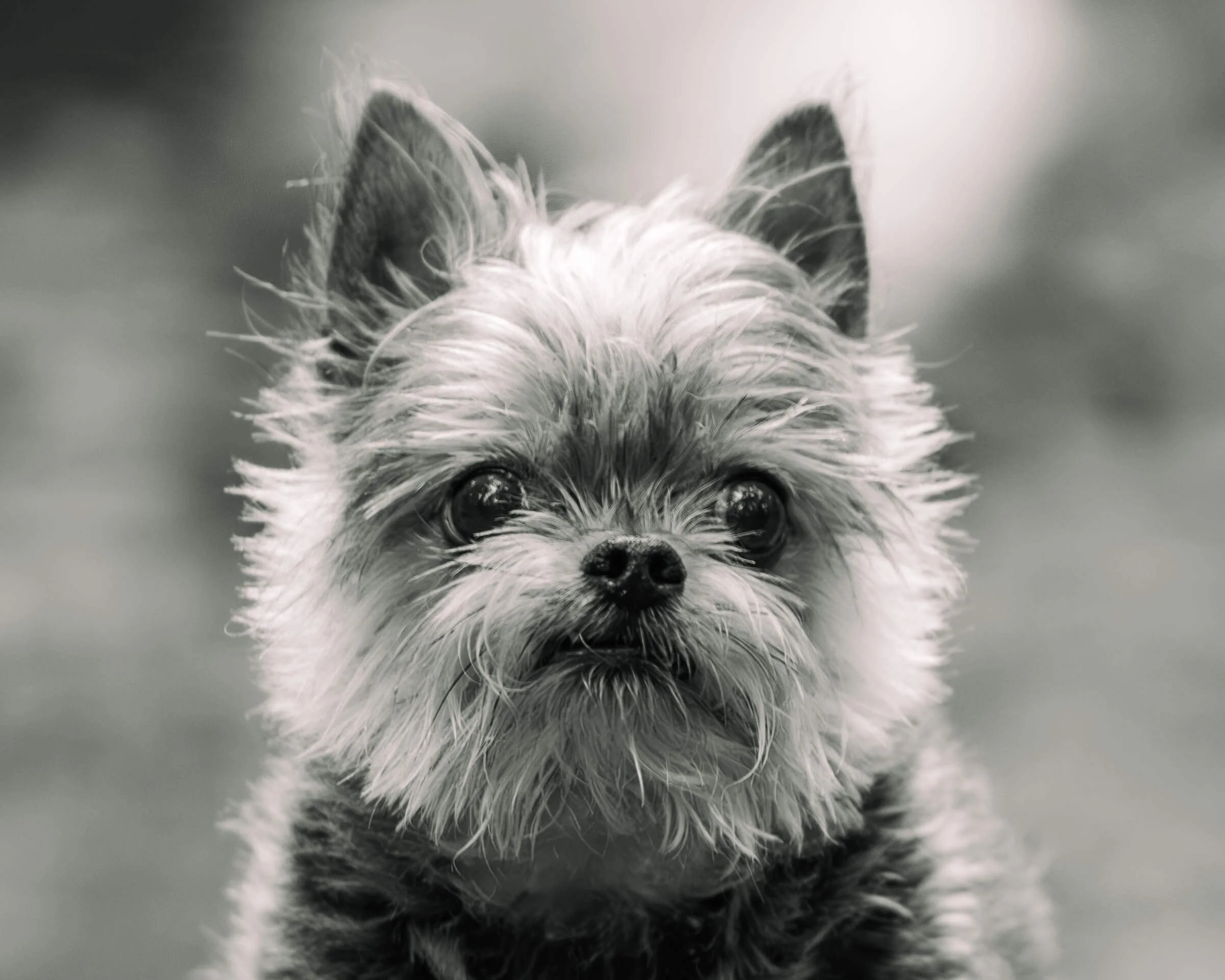 monochrome-dog-portrait.jpg