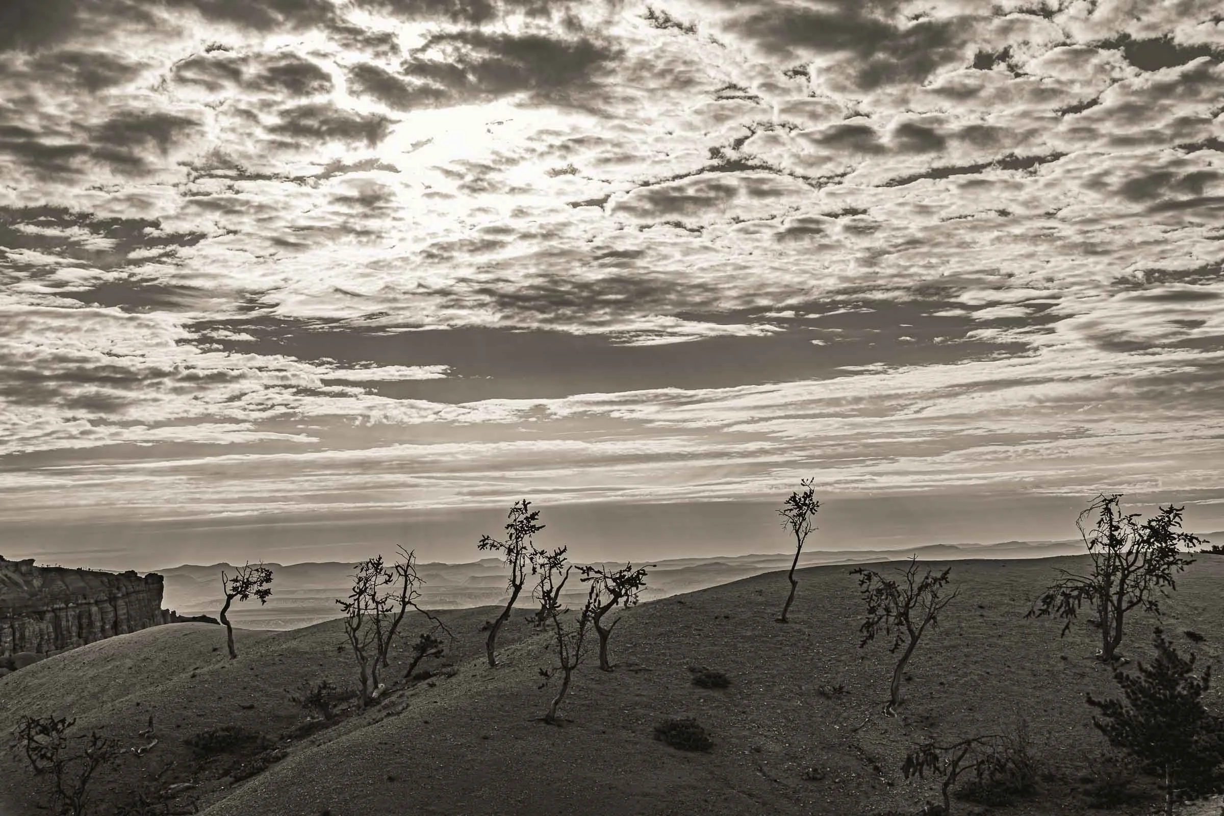 black and white dead trees in utah