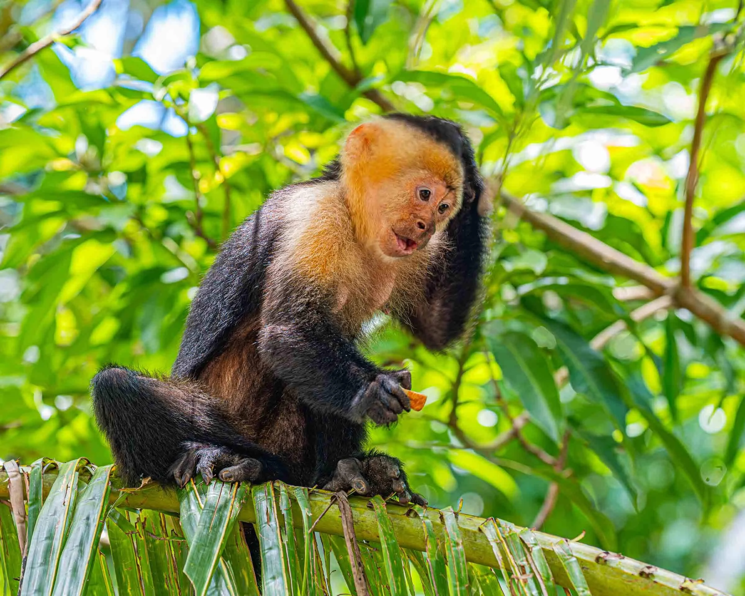 White-Faced Capuchin monkey on a branch