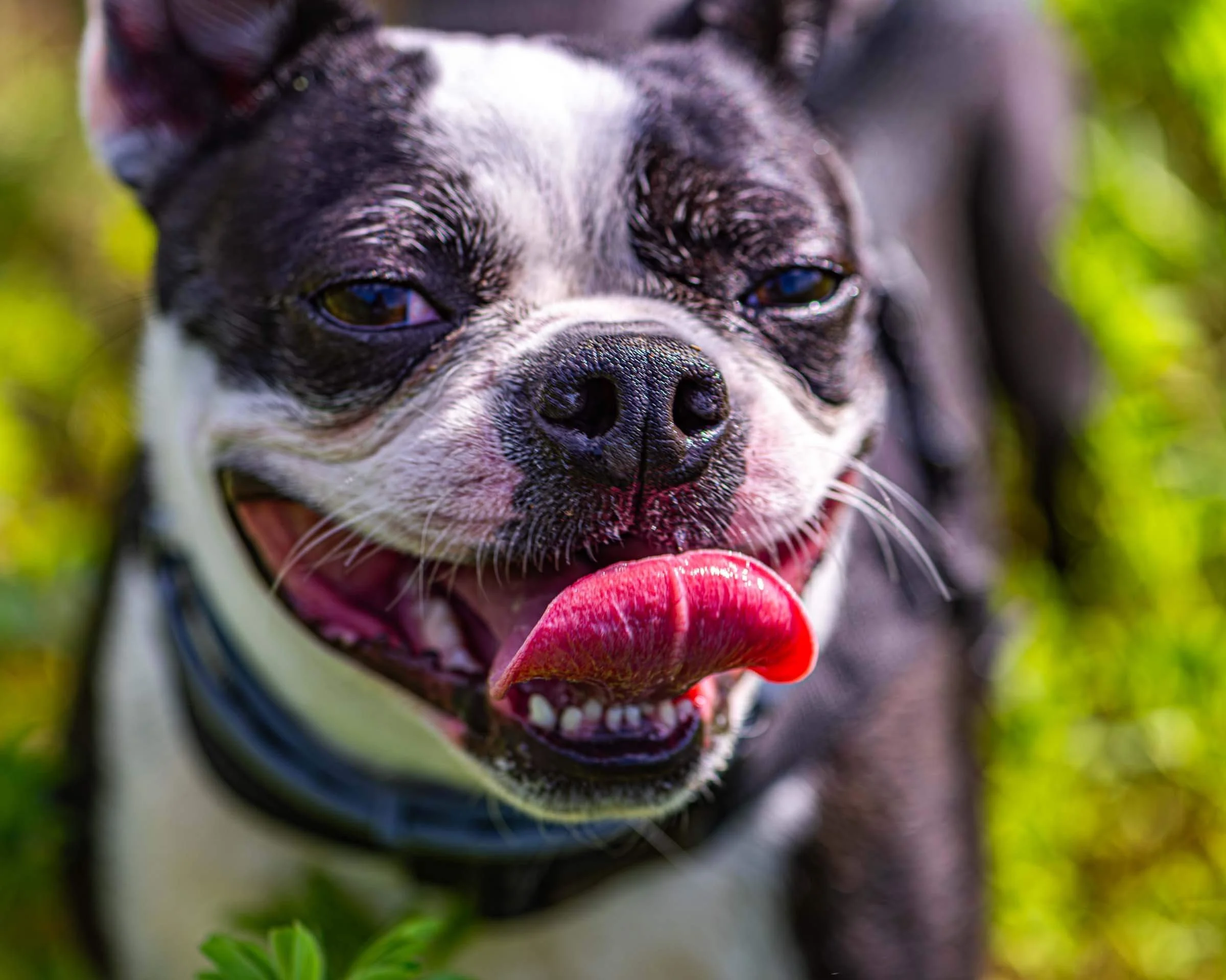 black-white-dog-tongue-out-smiling.jpg