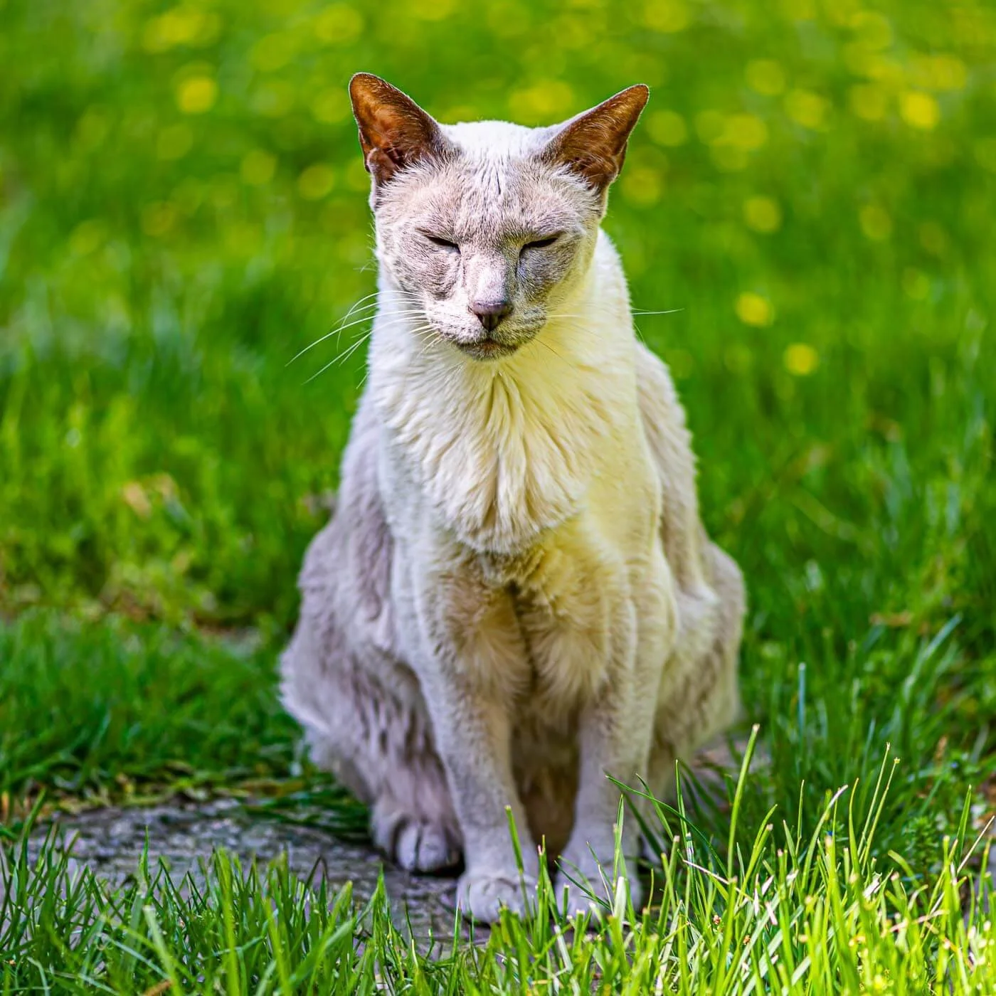 white cat closed eyes green grass