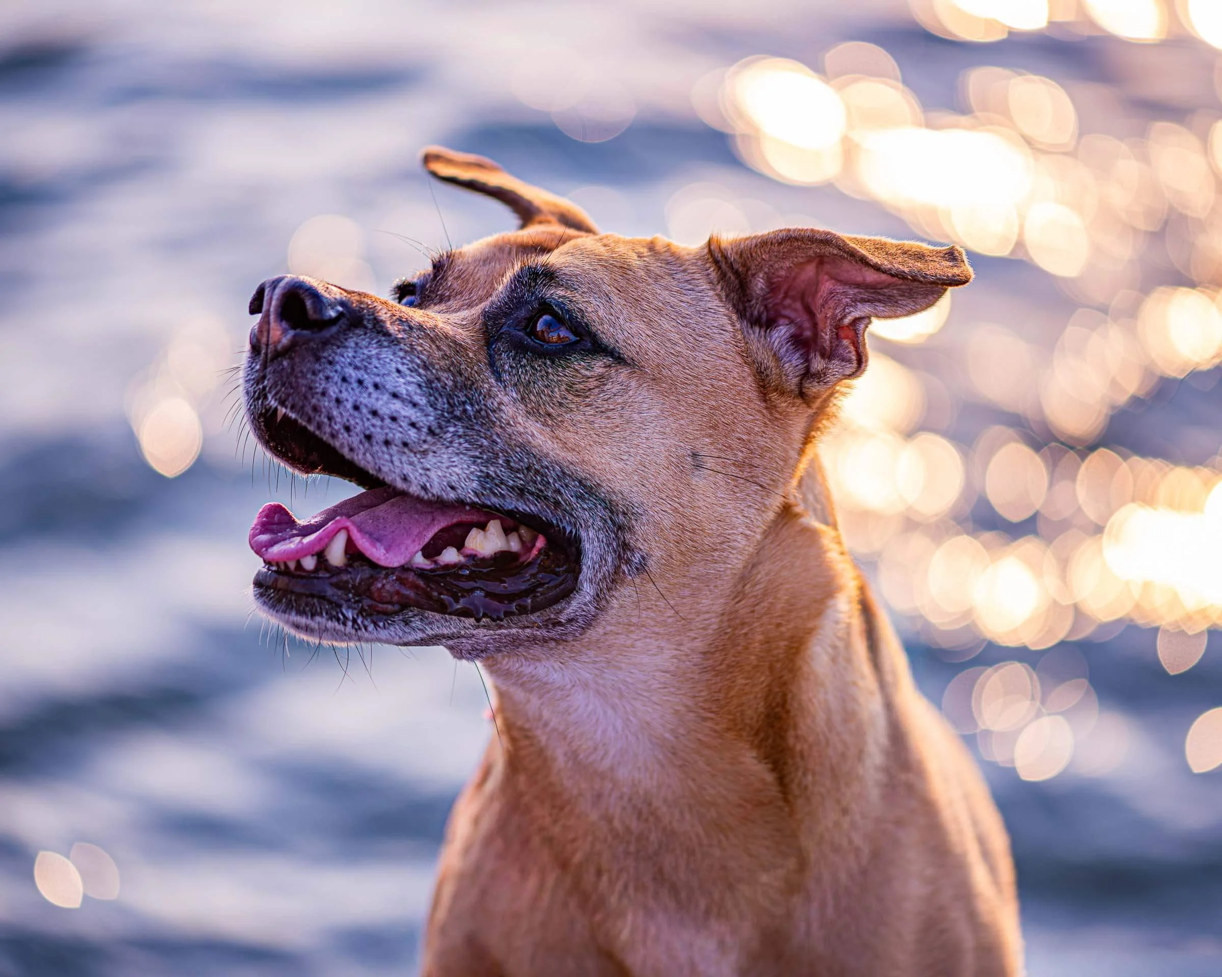 happy-dog-by-the-water-sparkles.jpg