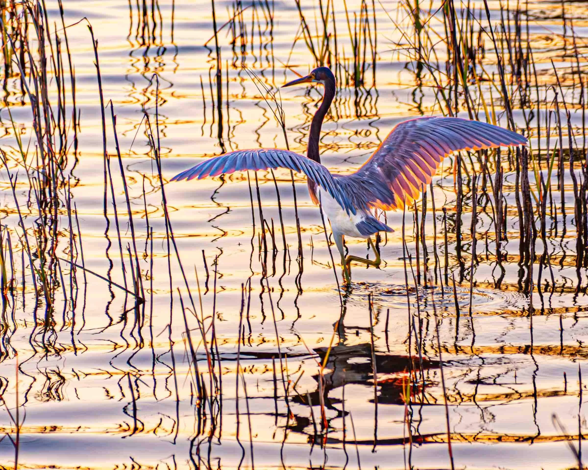 Tri-Colored Heron with sunset lighting
