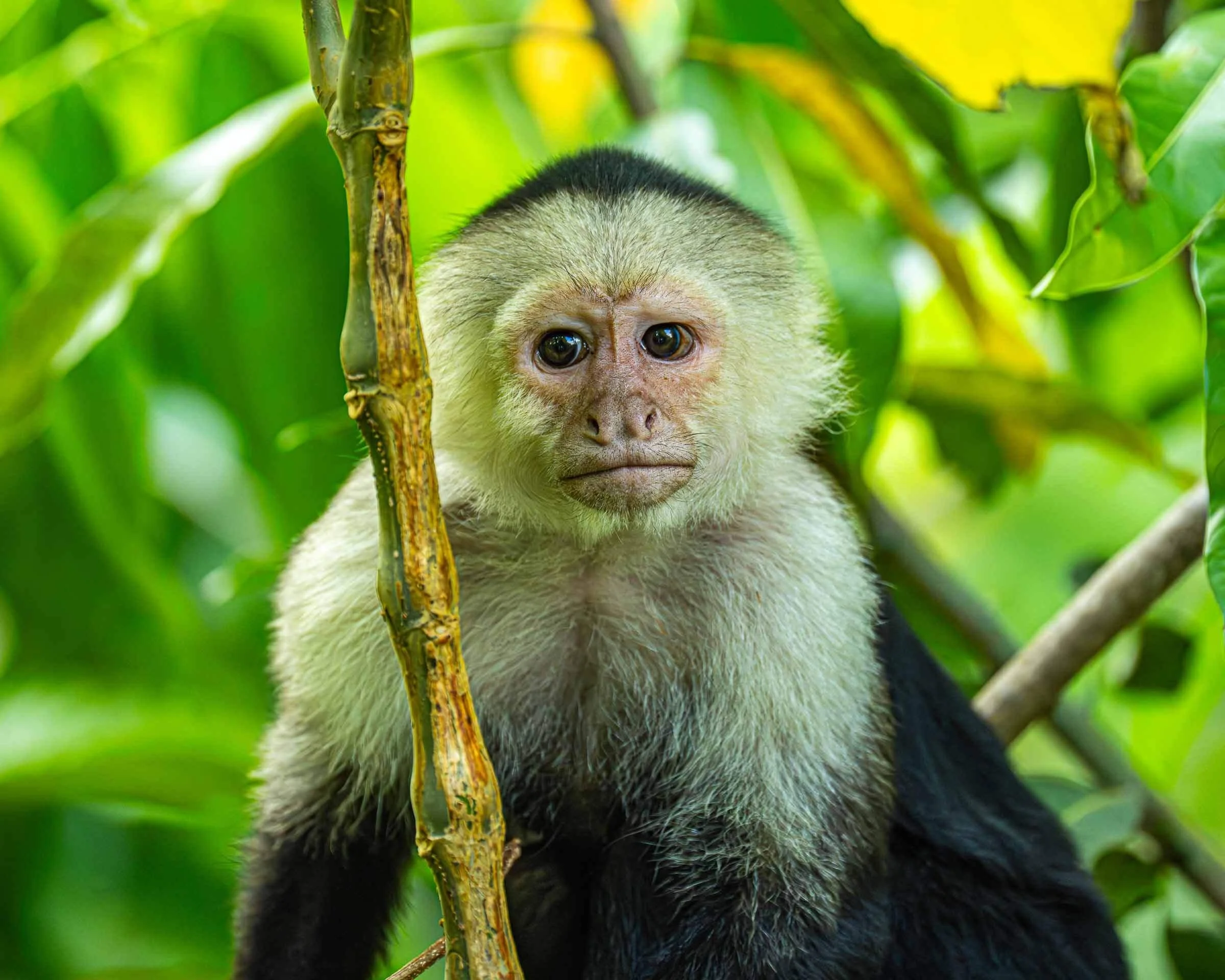 White Faced Capuchin monkey close up in Costa Rica