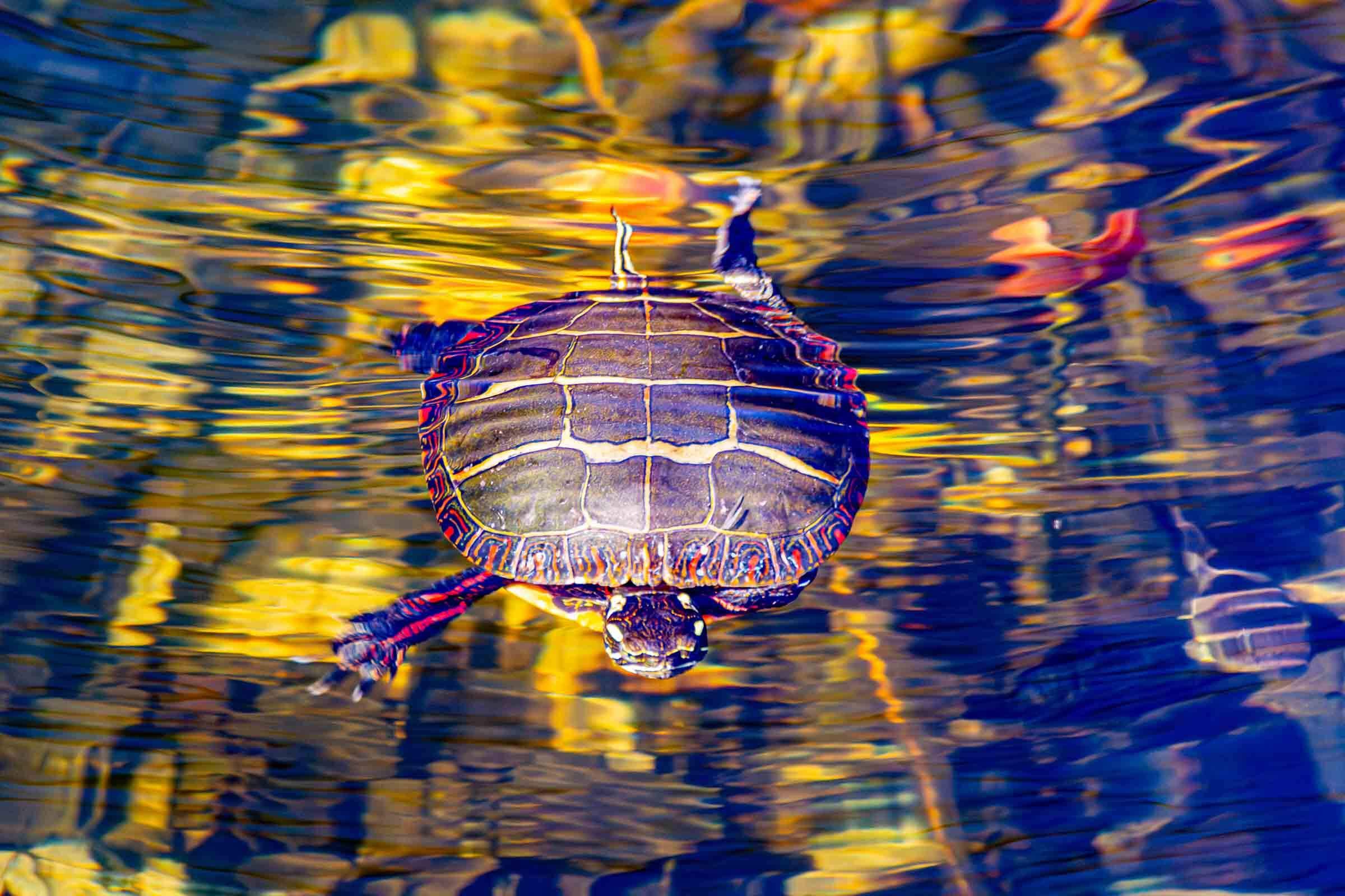 Colorful turtle swimming in Rhode Island
