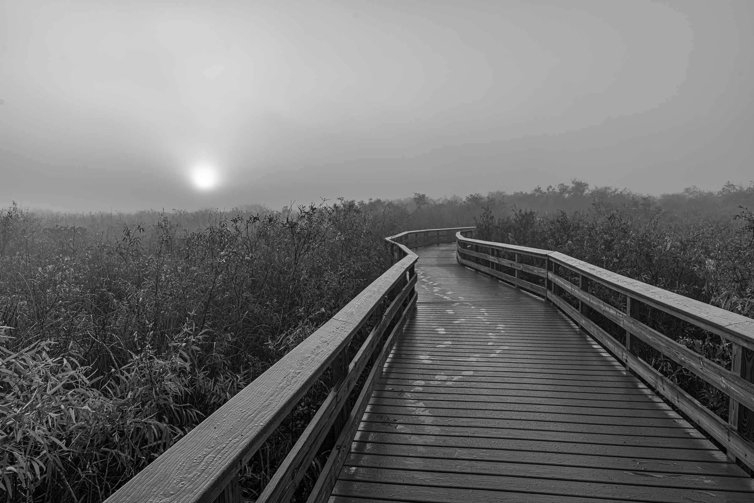 black and white foggy everglades boardwalk