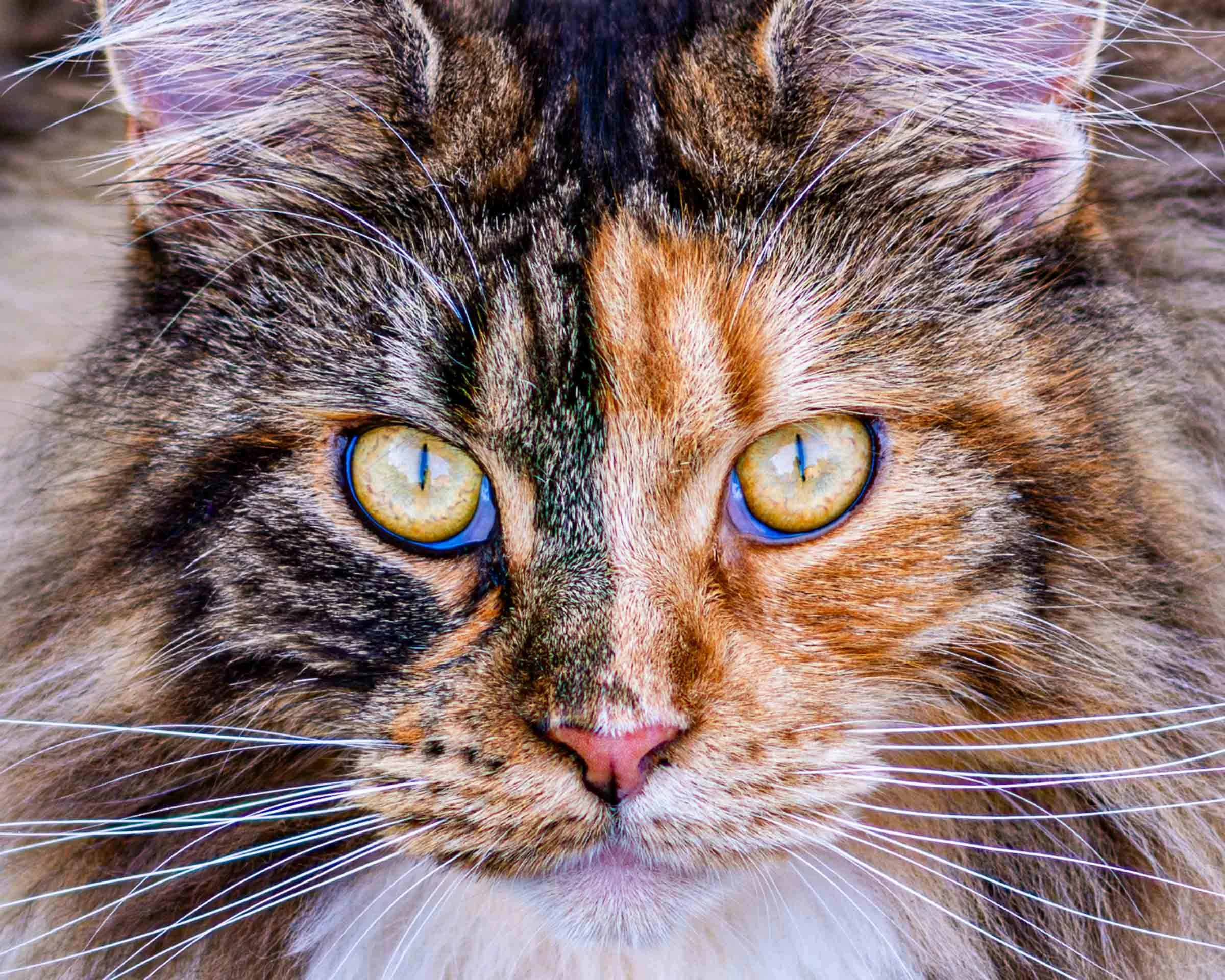 two-tone-cat-close-up-portrait.jpg