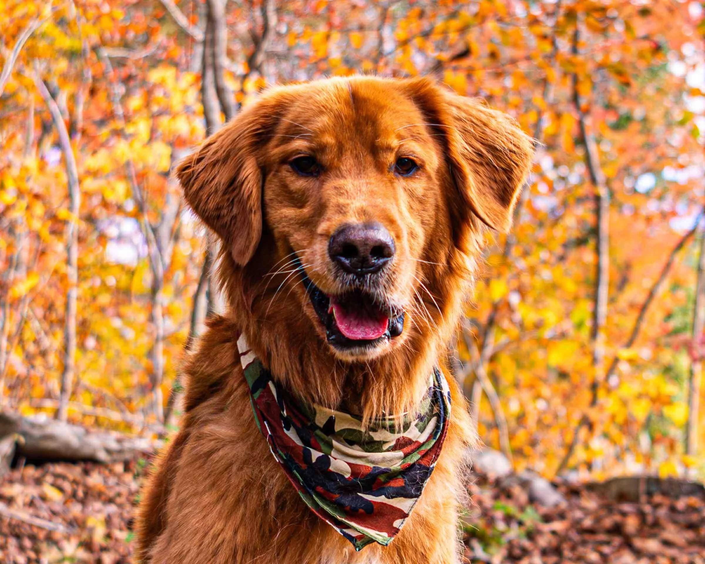 golden-retriever-portrait.jpg