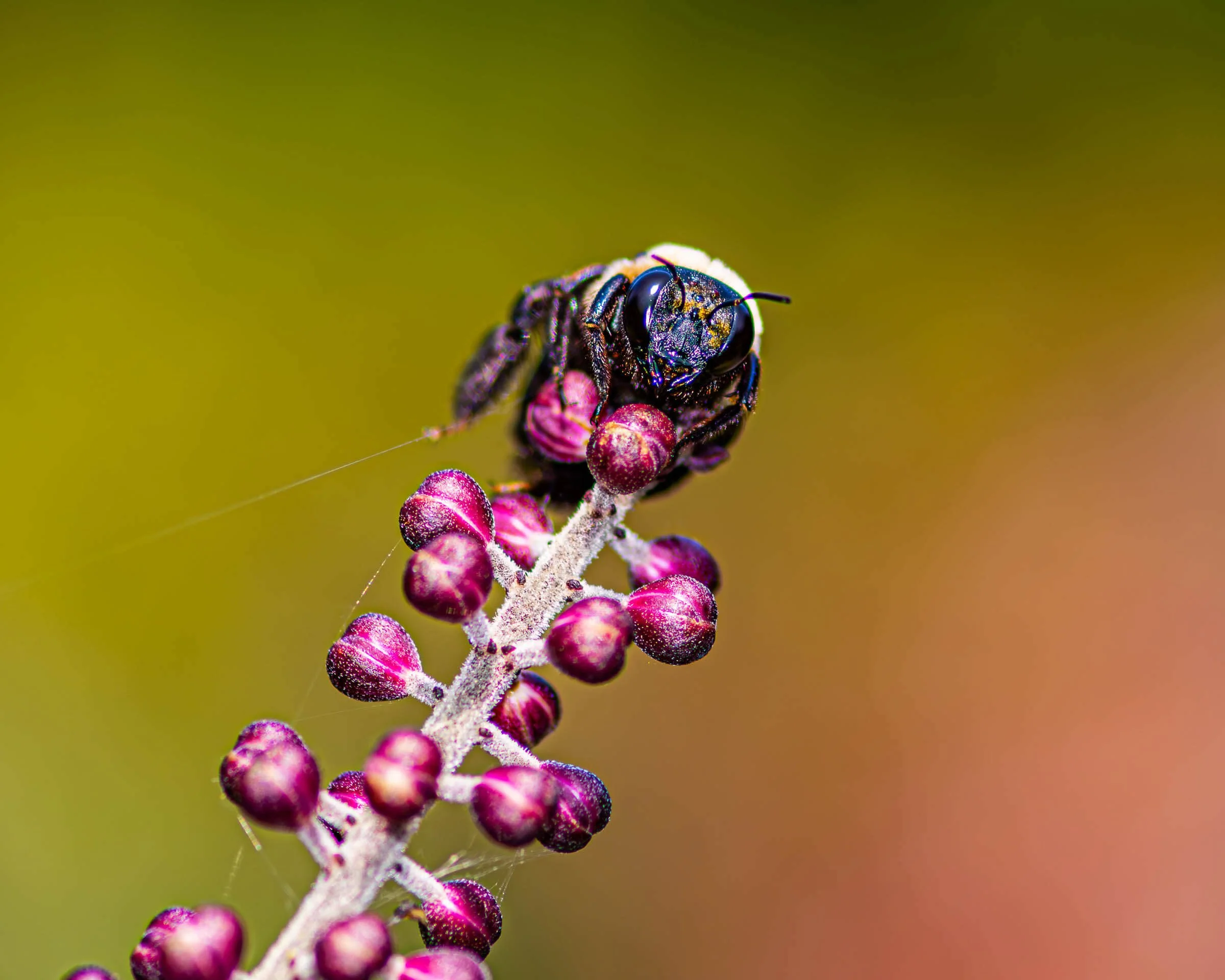 Macro Bee photograph on a purple flower