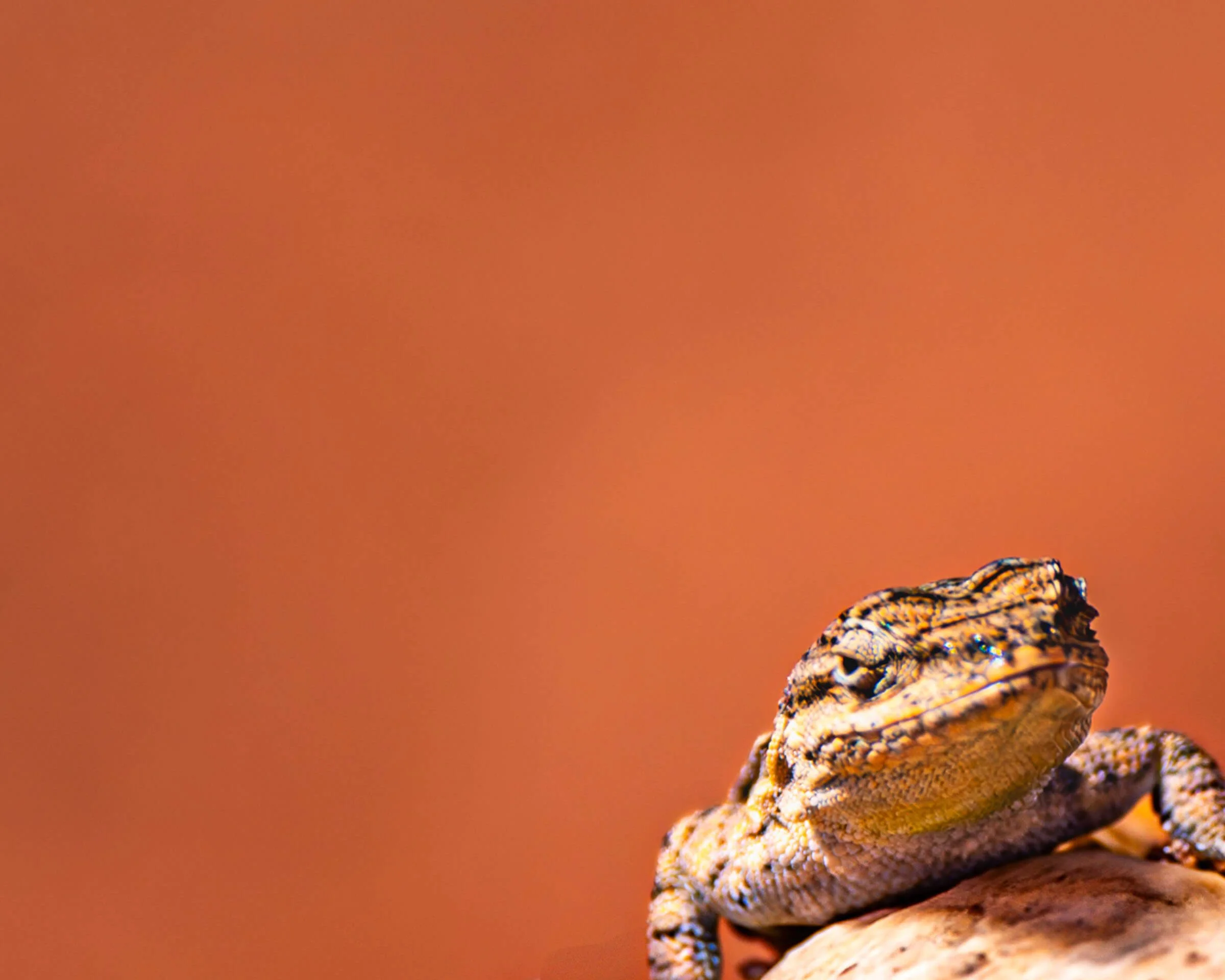 Close-up of a lizard in Utah