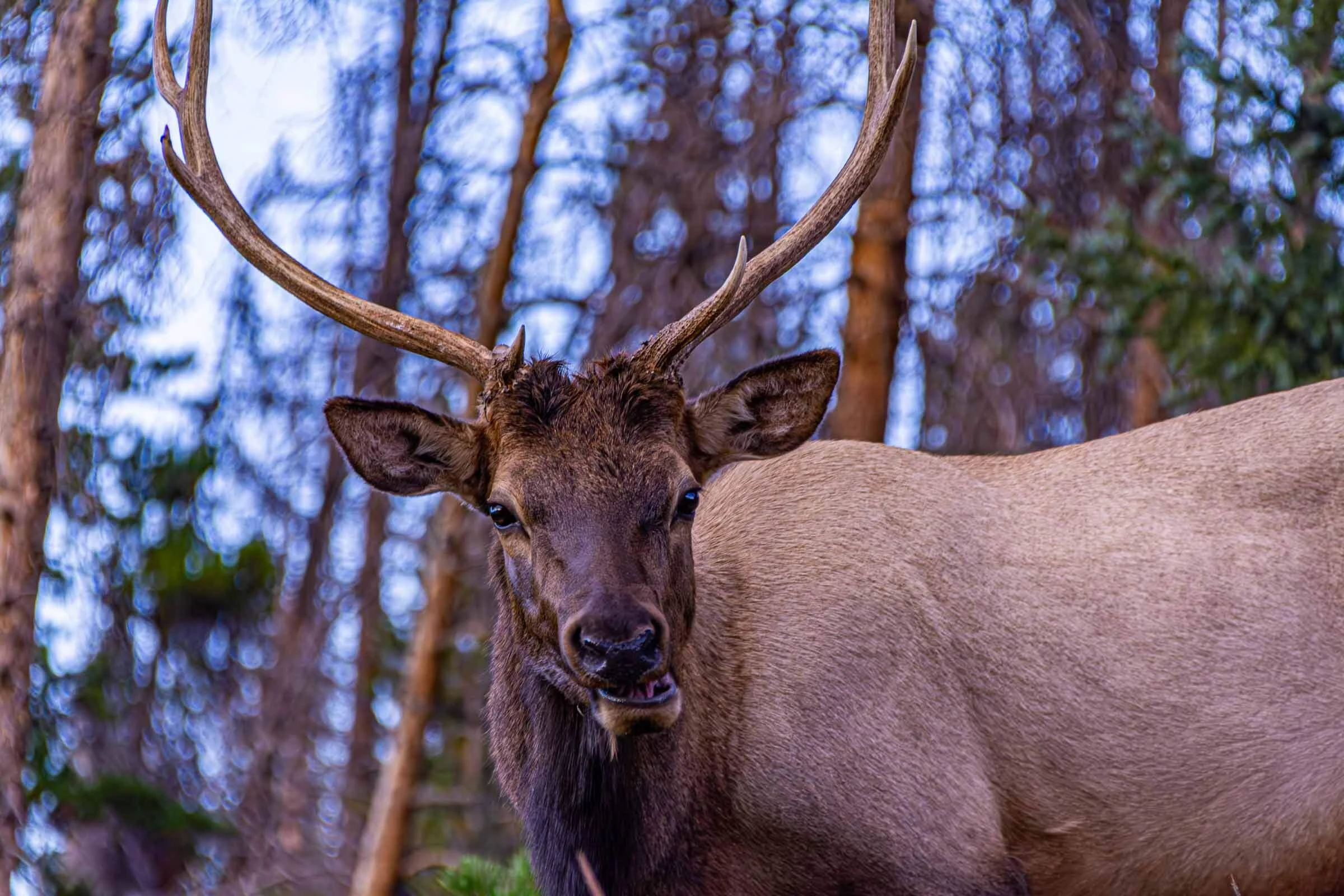 Elk close-up making a funny face