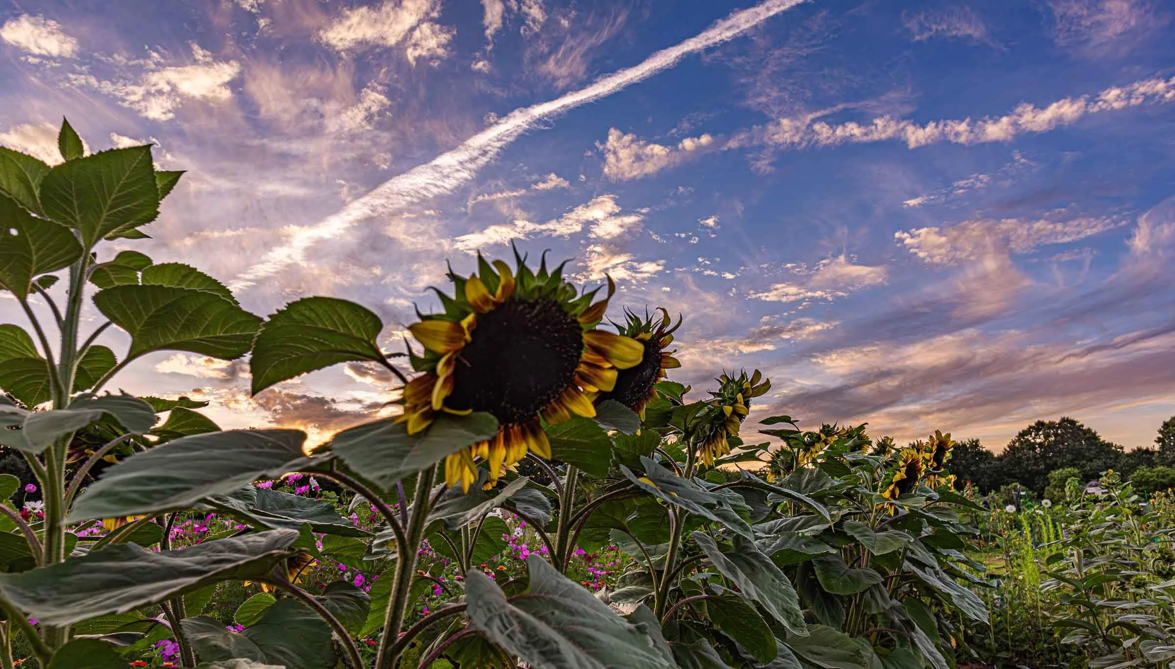 sunflower field with a cloudy sky