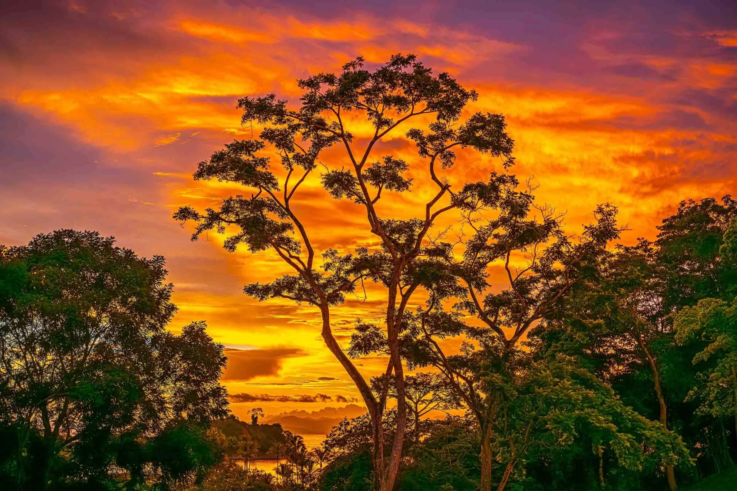 orange sunset tree in samara
