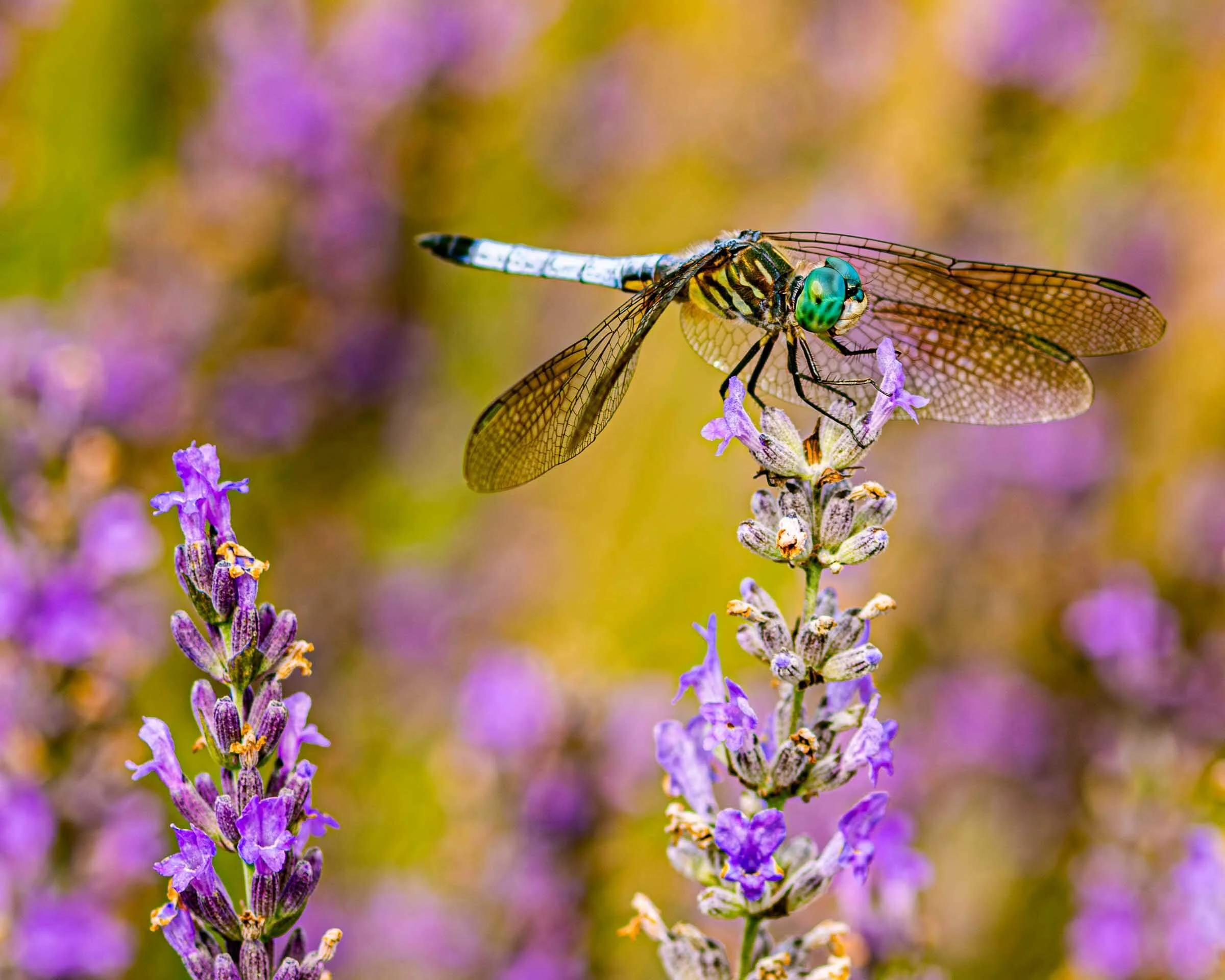 Dragonfly on a lavender flower in Connecticut