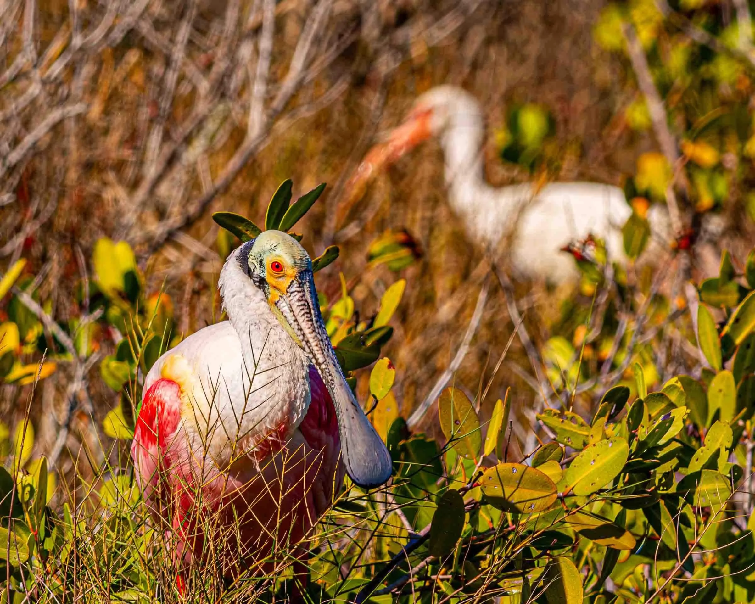 Roseate Spoonbill and Ibis at Merritt Island Florida