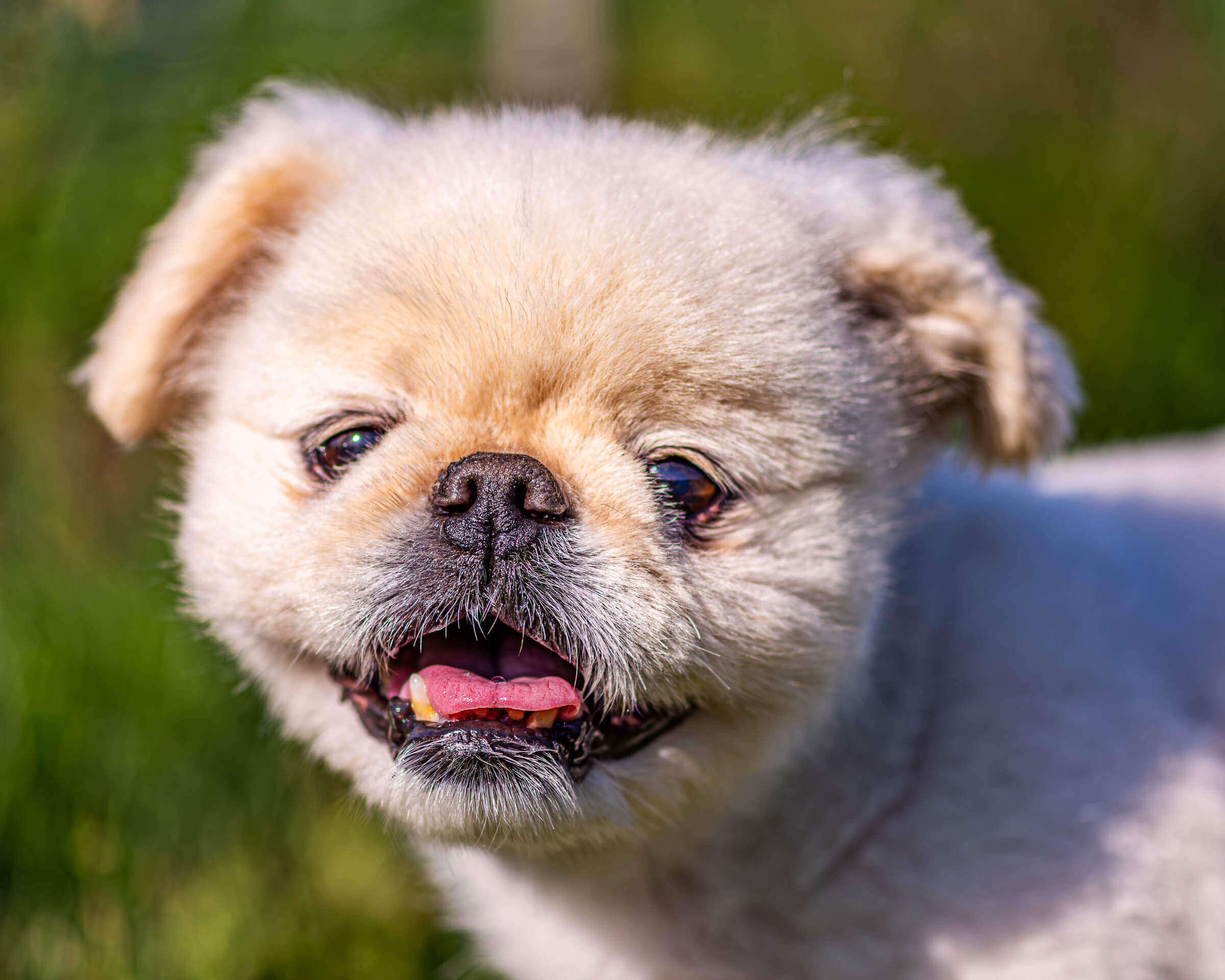 pekingese-small-white-dog-photograph.jpg