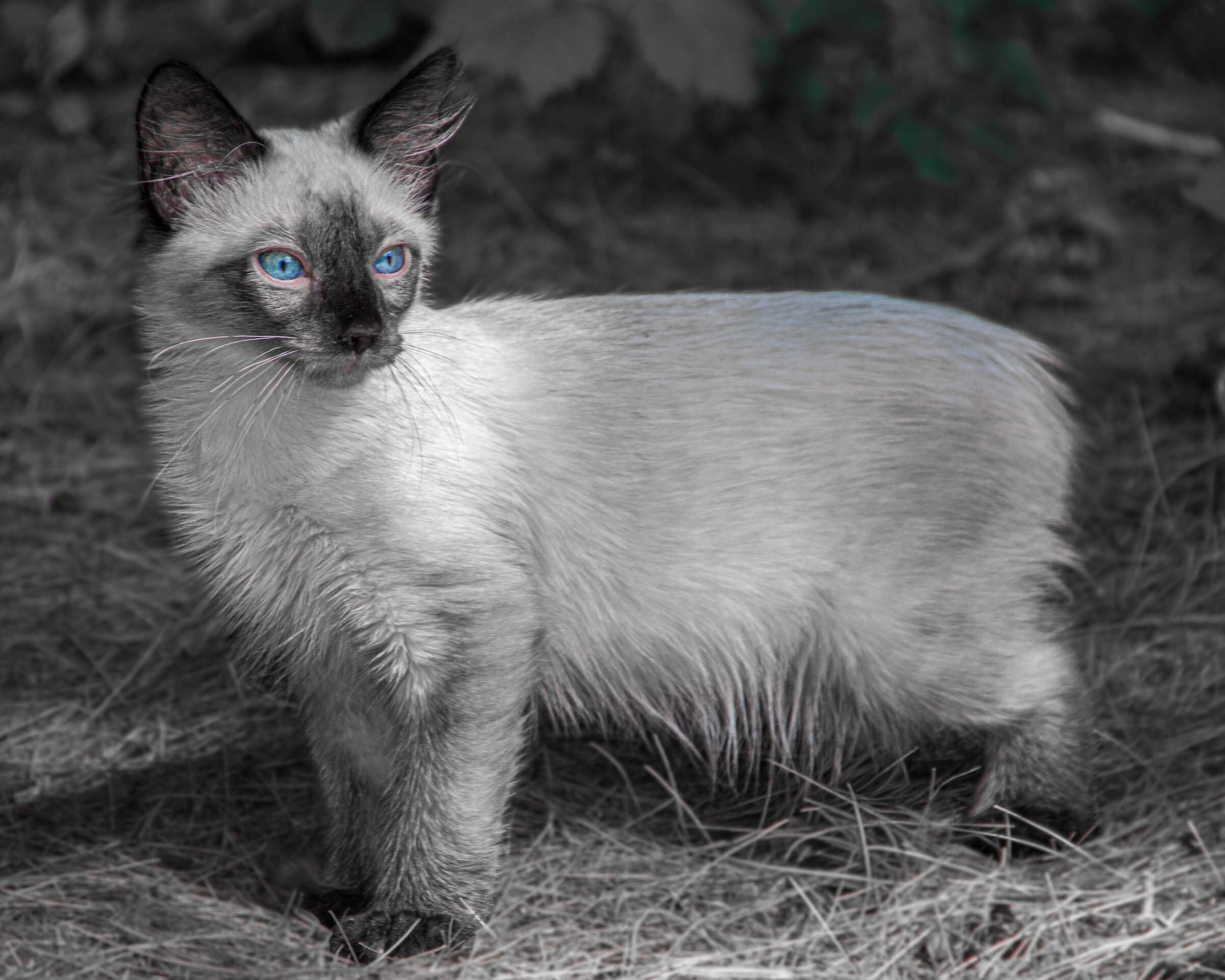 cashew-rescue-cat-blue-eyes.jpg