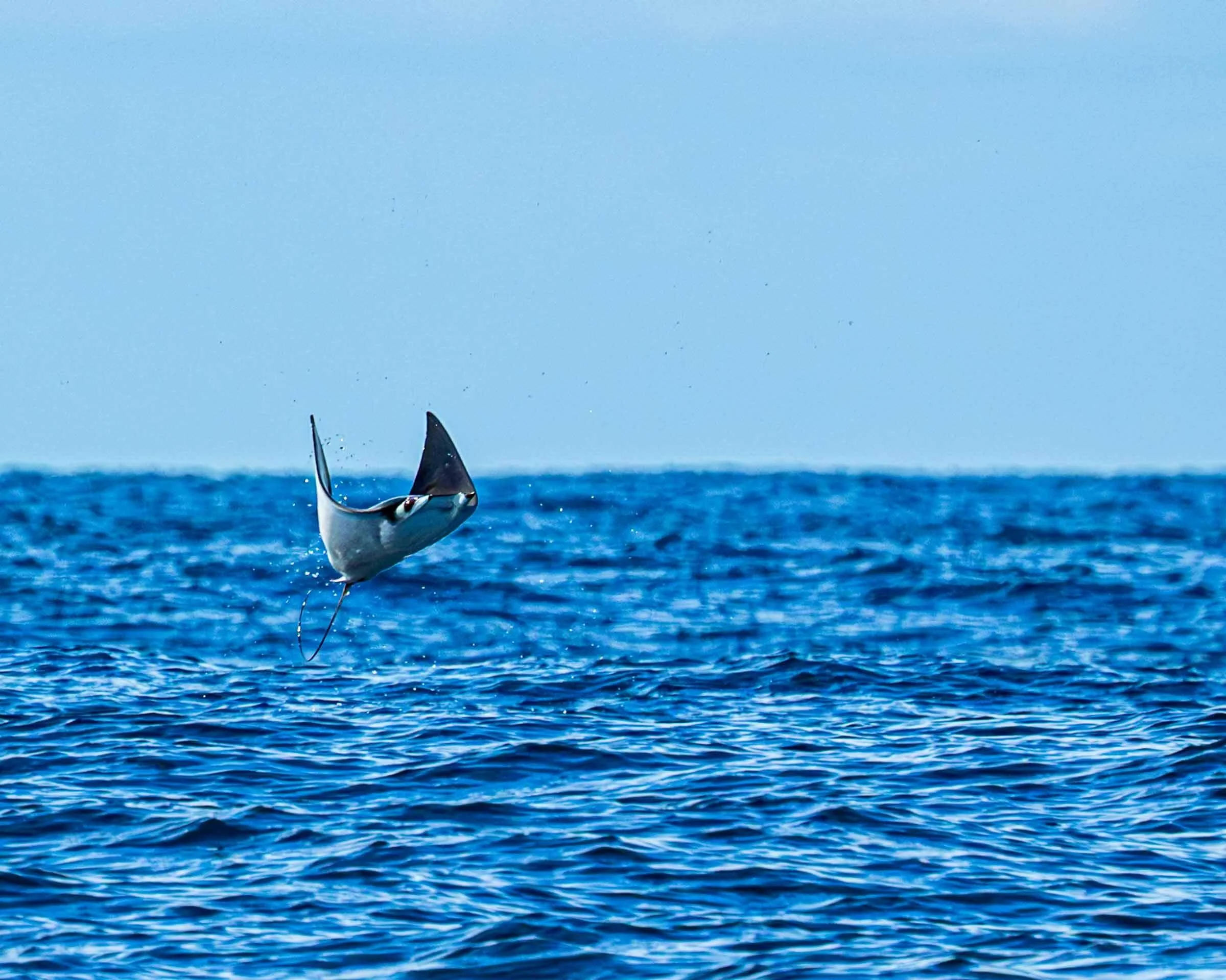 Sting Ray jumping out of the water in Costa Rica