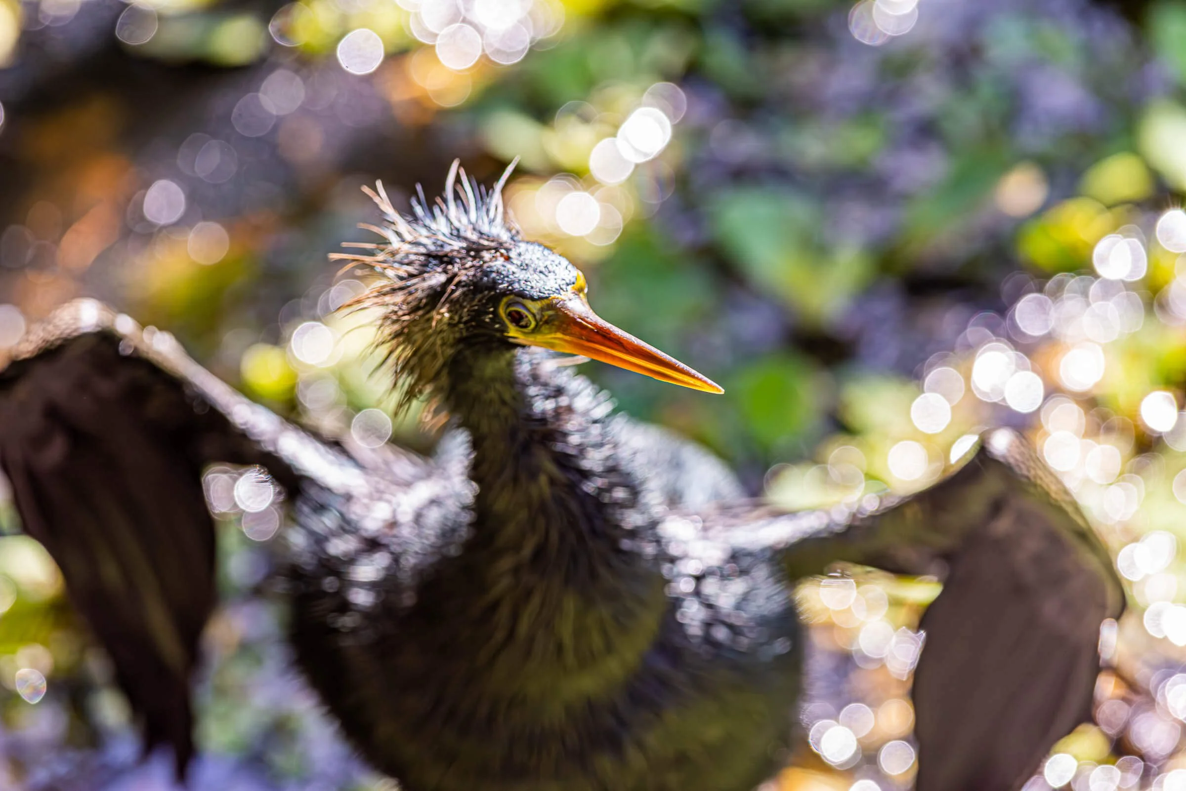 Anhinga spreading its wings