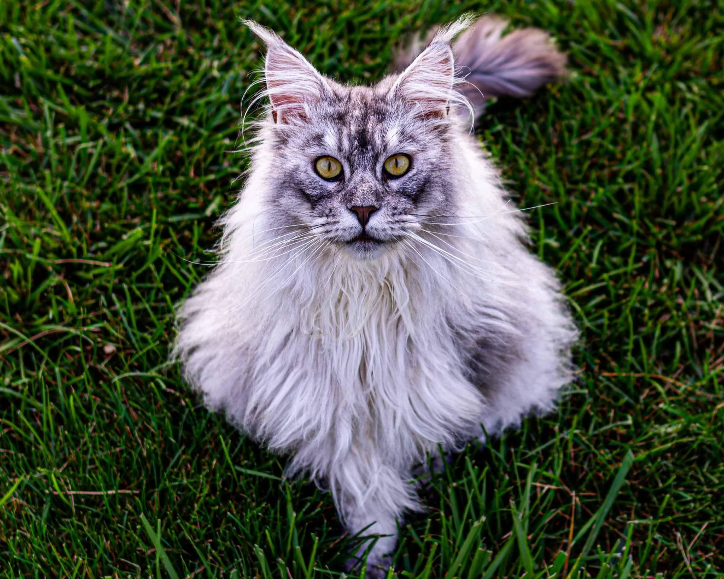 grey-maine-coon-in-grass.jpg