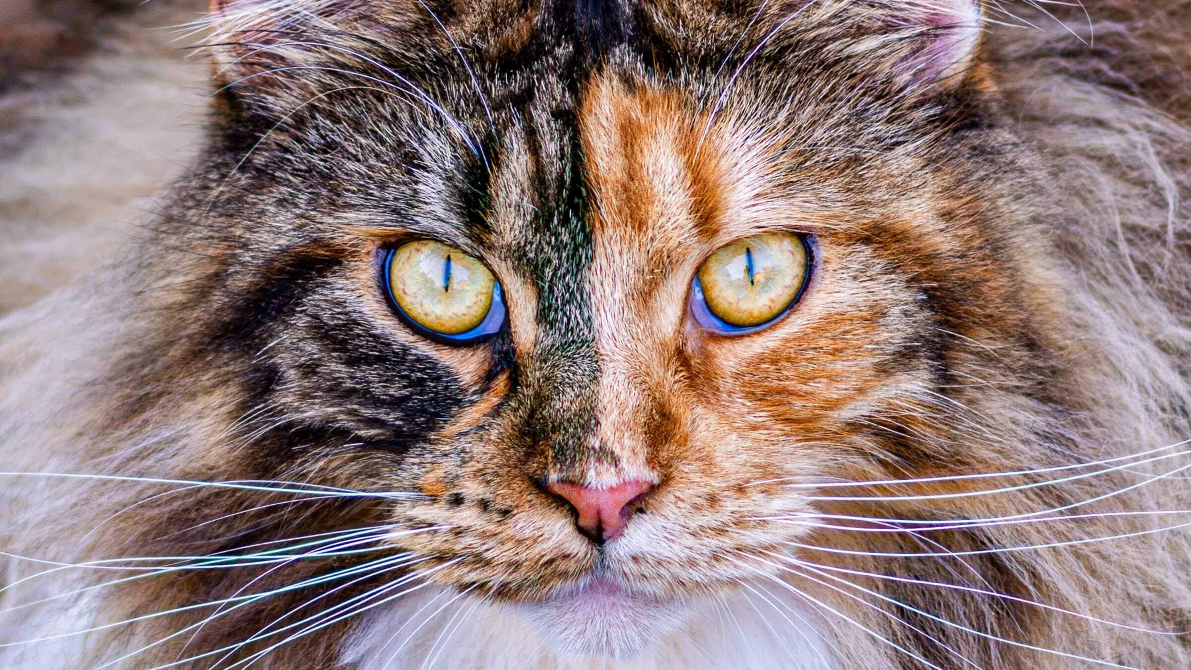 orange and black cat portrait