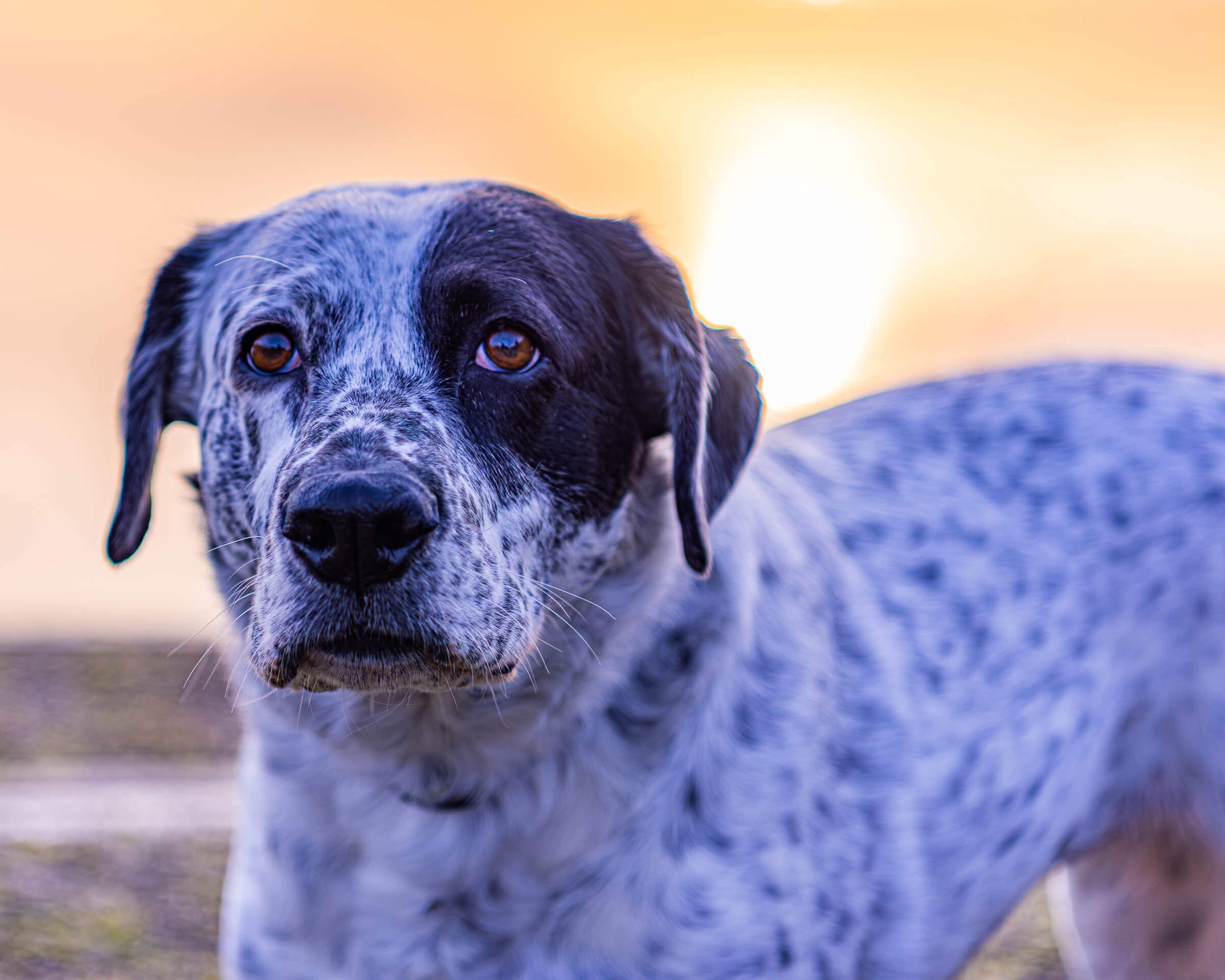 black-and-white-sunset-dog.jpg