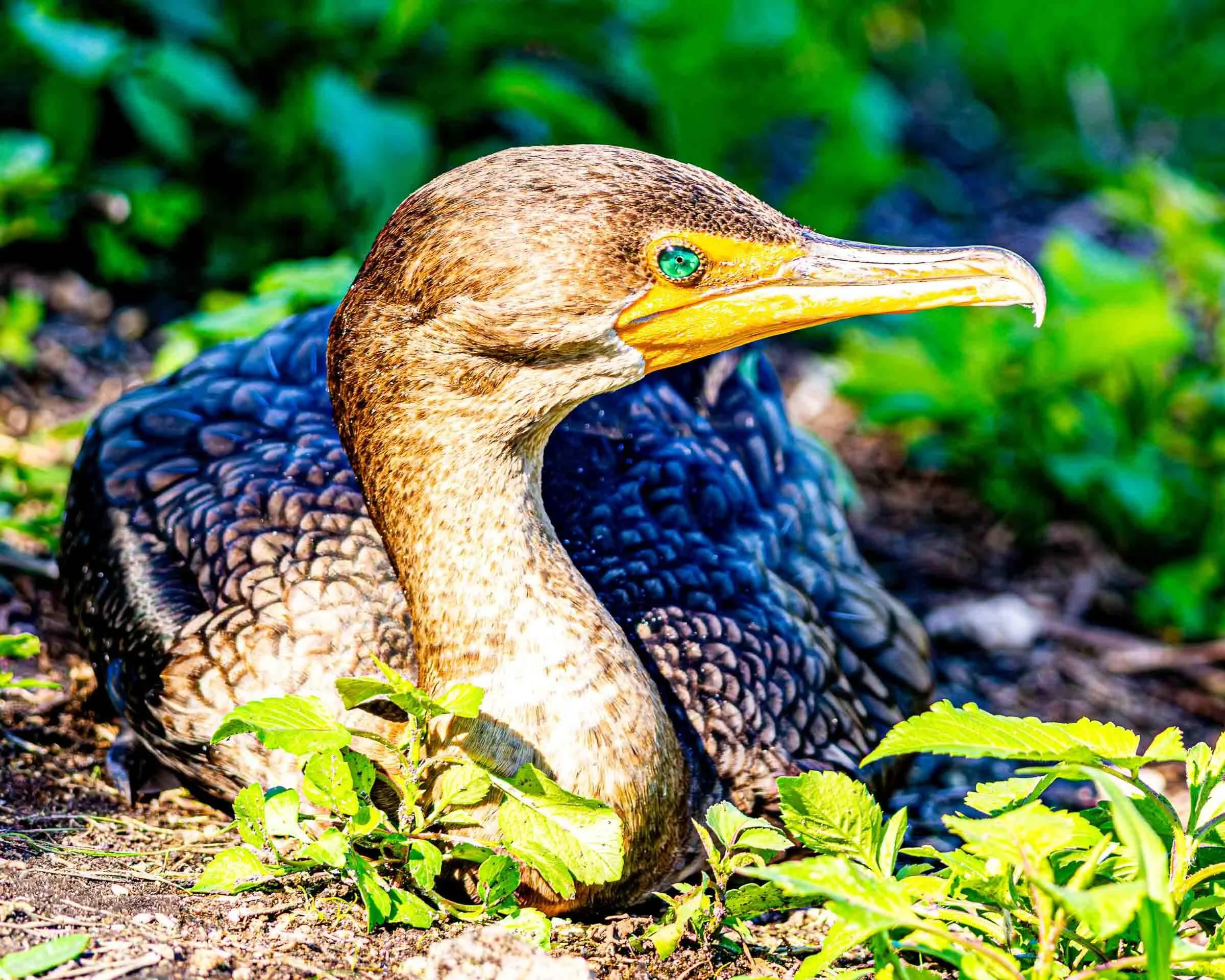 Cormorant with emerald eyes