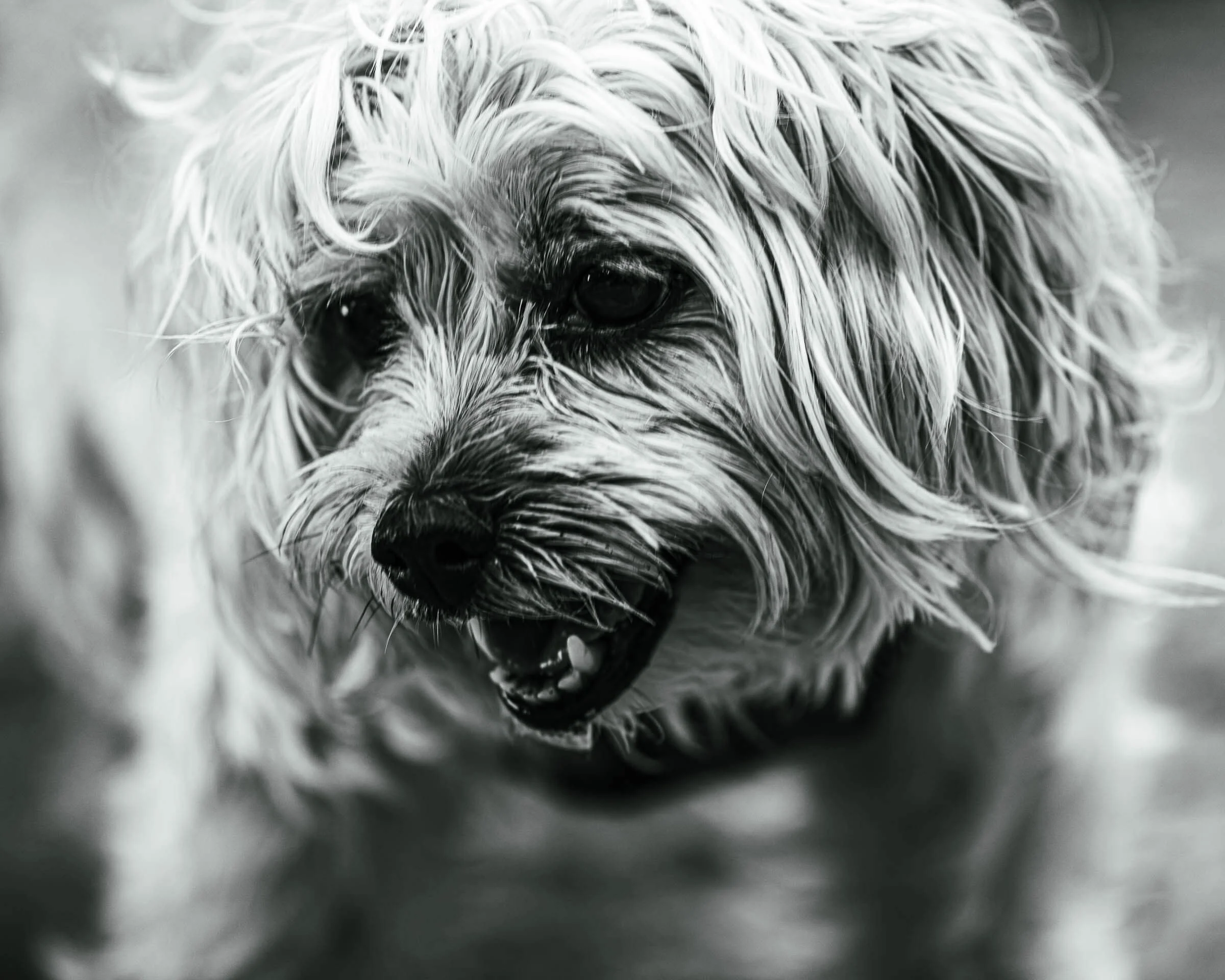 black-and-white-small-dog-portrait.jpg