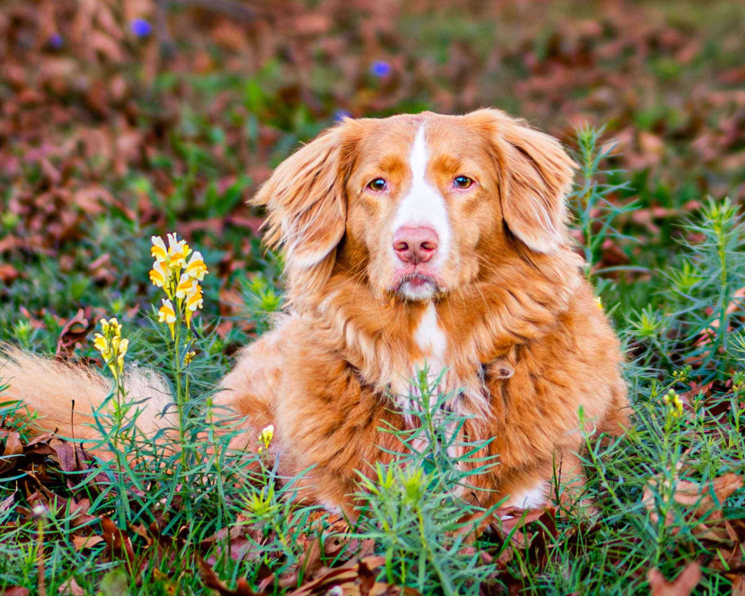 nova-scotia-duck-tolling-retriever-portrait.jpg