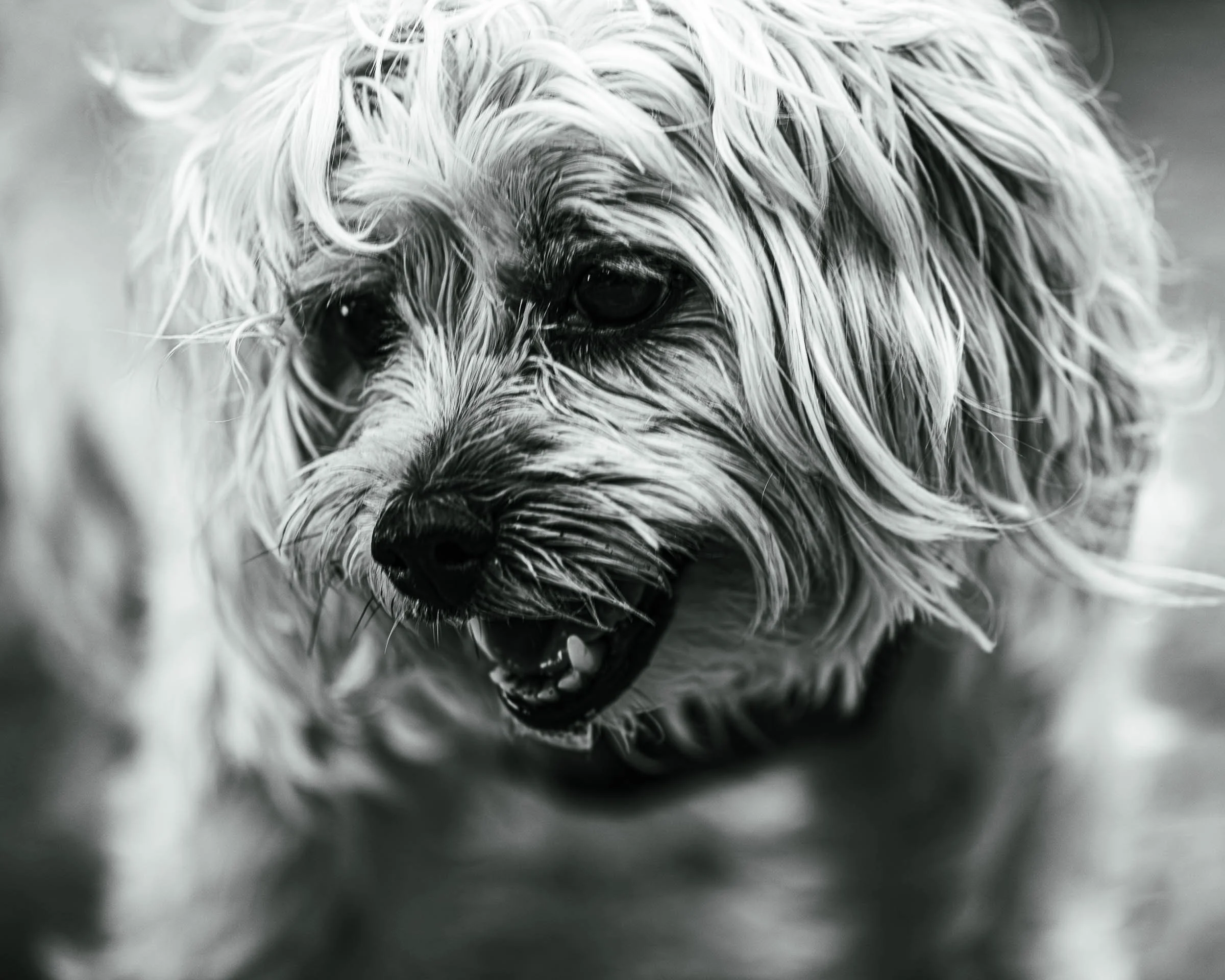 black-and-white-small-dog-portrait.jpg