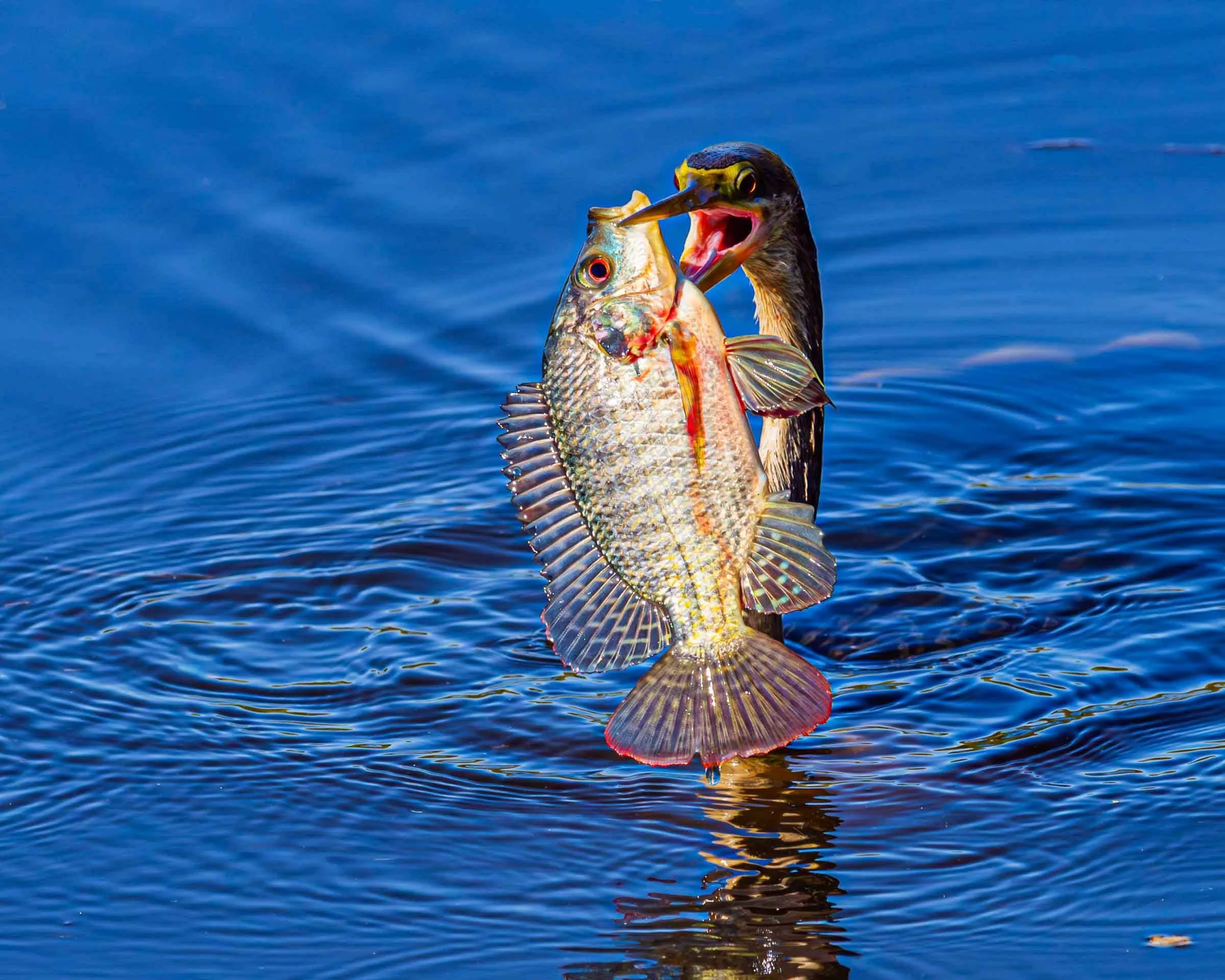 Anhinga catching a fish in Boynton Beach