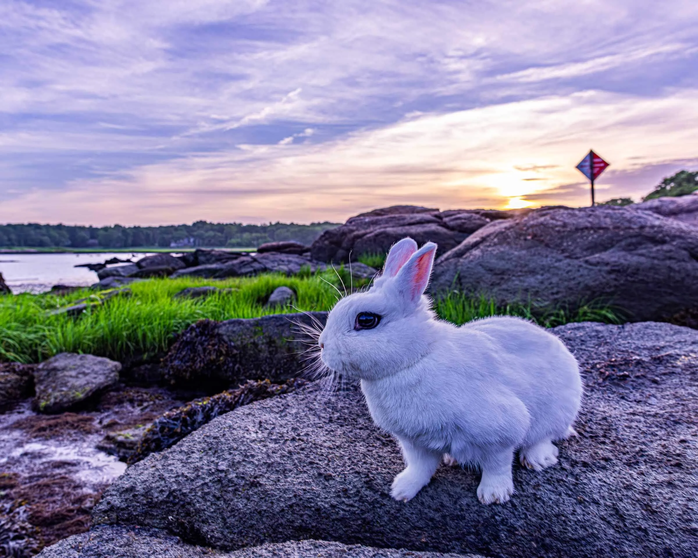 pet bunny photo sunset by ocean