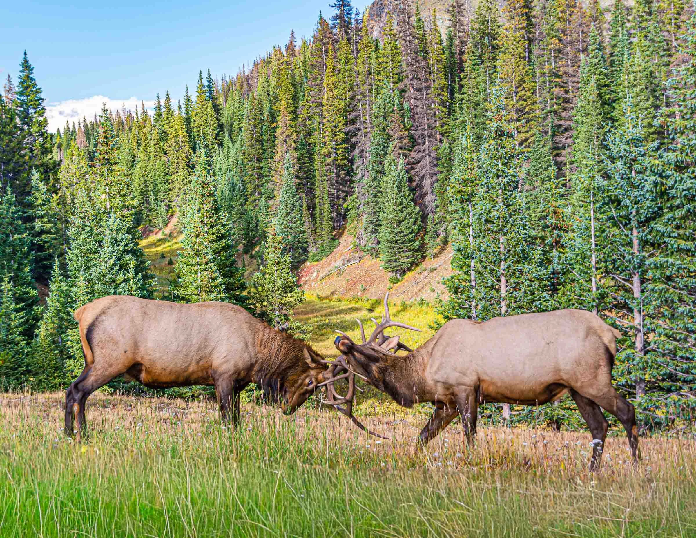 Elk clashing horns in the Rocky Mountains