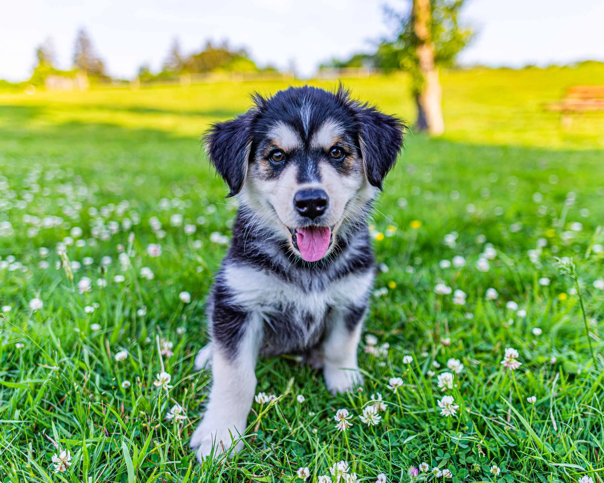 husky-shephard-mix-puppy.jpg