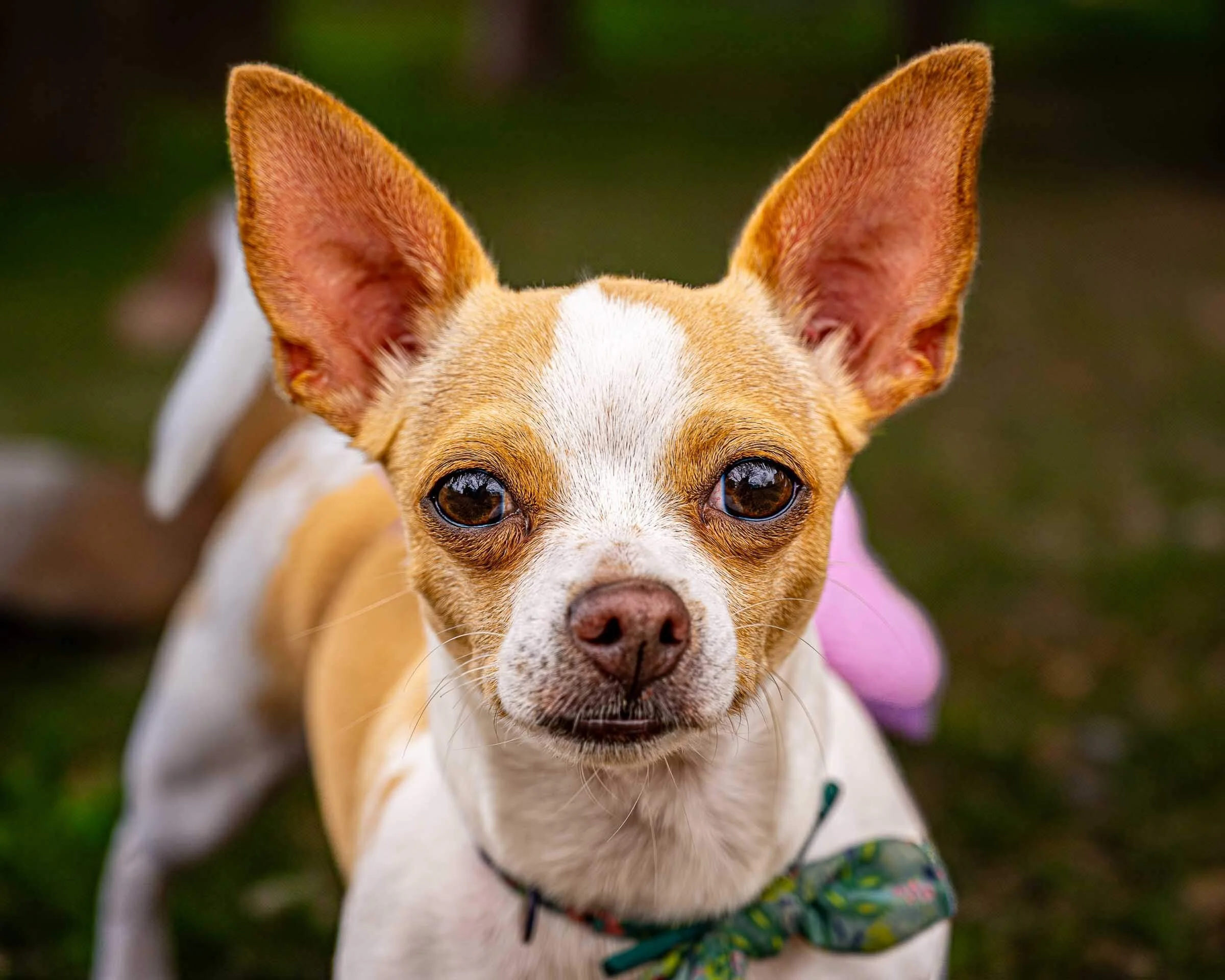 chihuahua-close-up-bow-tie.jpg