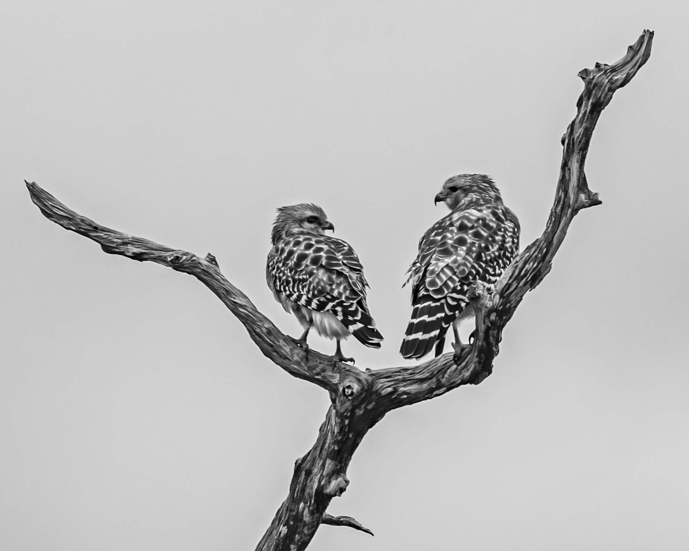 Two hawks in a tree in Florida