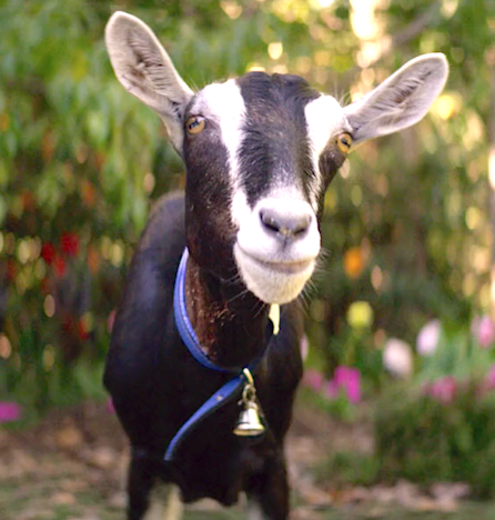 goat.png