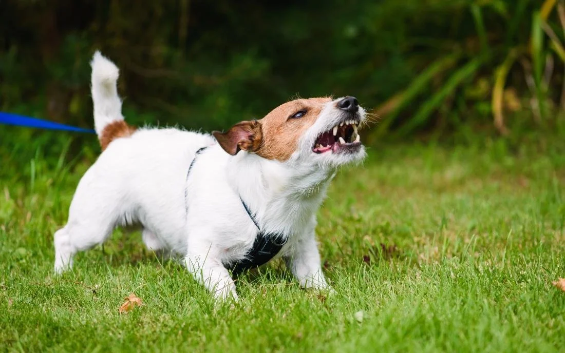 Dog Bit Pic.jpg