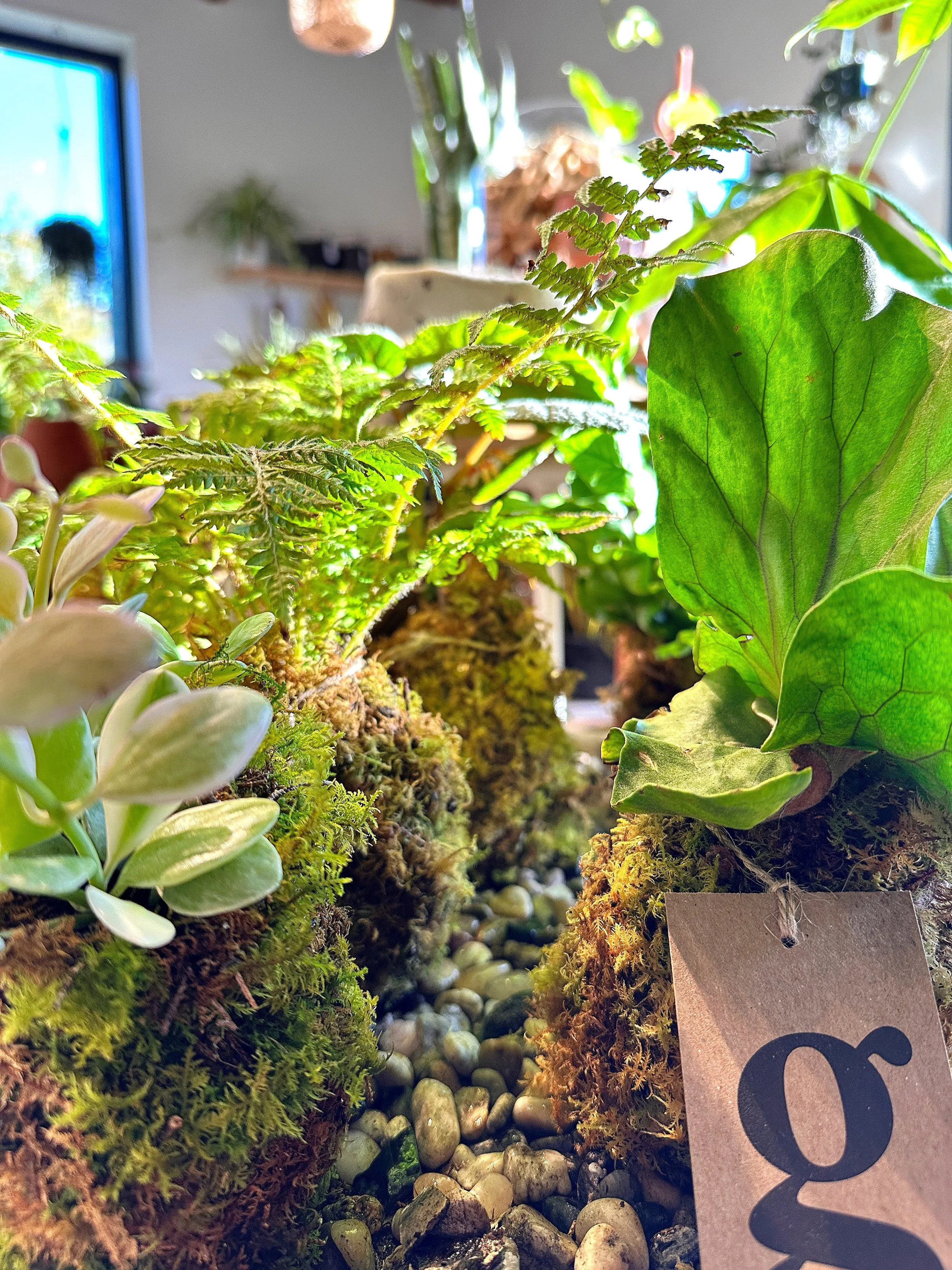 kokedama workshop at grow