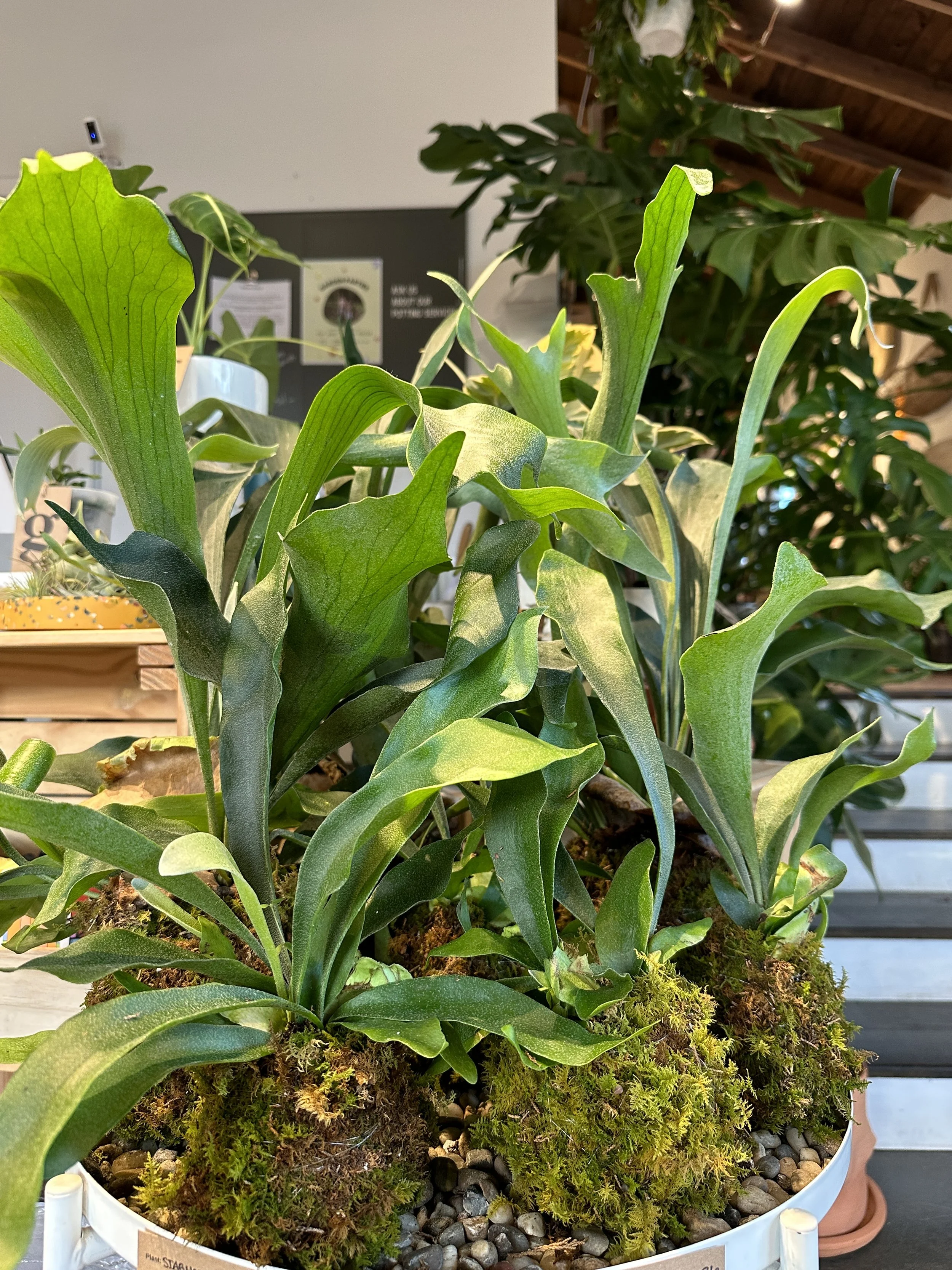 11/21 | kokedama workshop at grow 