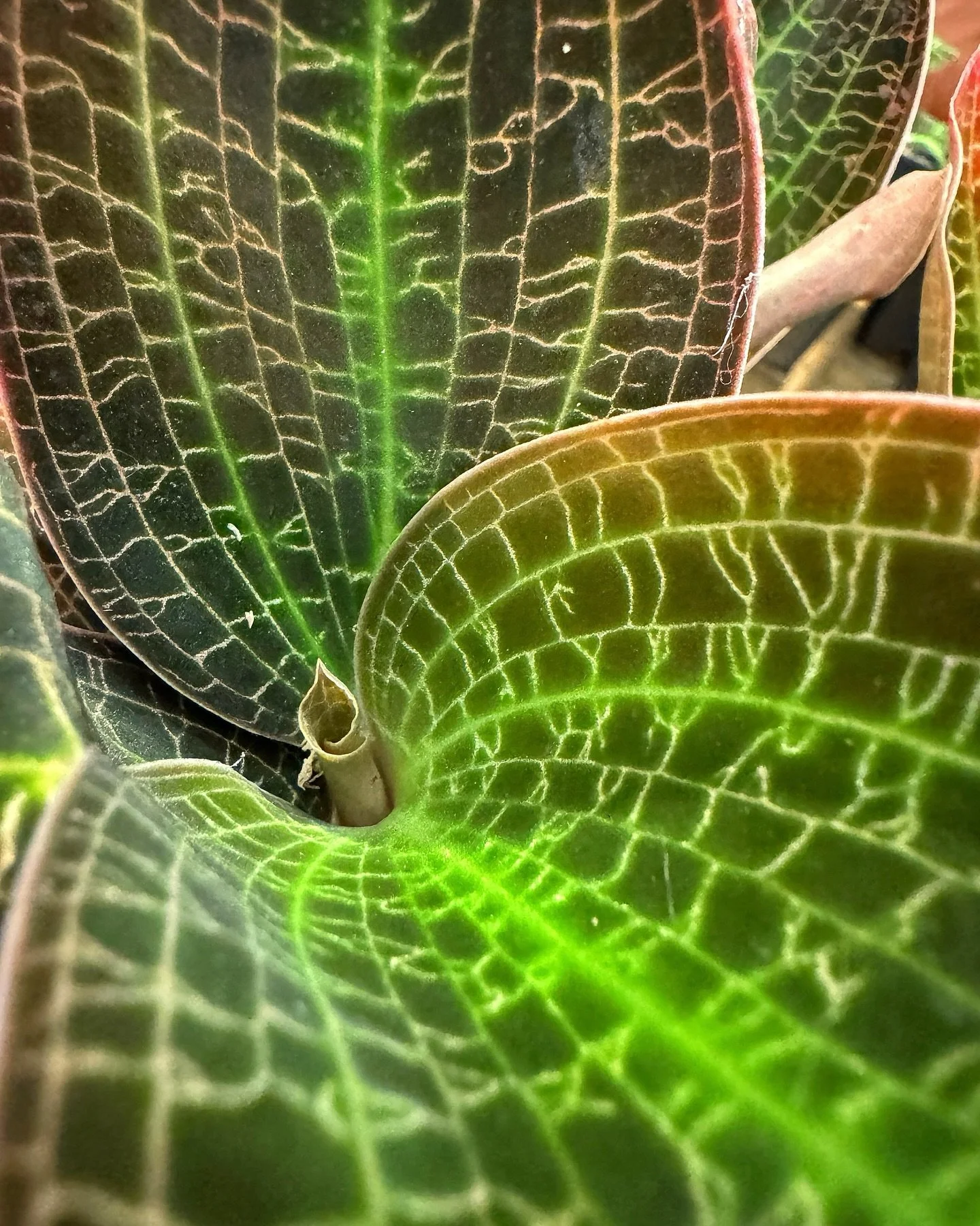 the most beautiful Jewel Orchids have landed!  don&rsquo;t miss these beauties!

(shown: Dossinia marmorata 'Giant')

we&rsquo;ll be back in the shop tomorrow at noon.